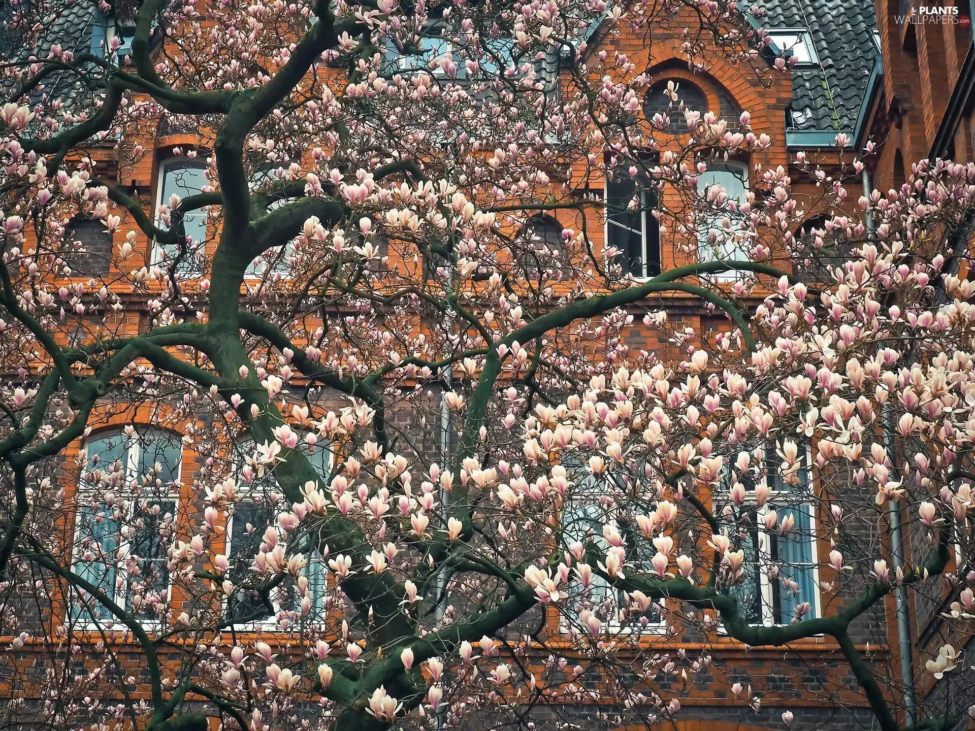 house, Spring, Magnolia