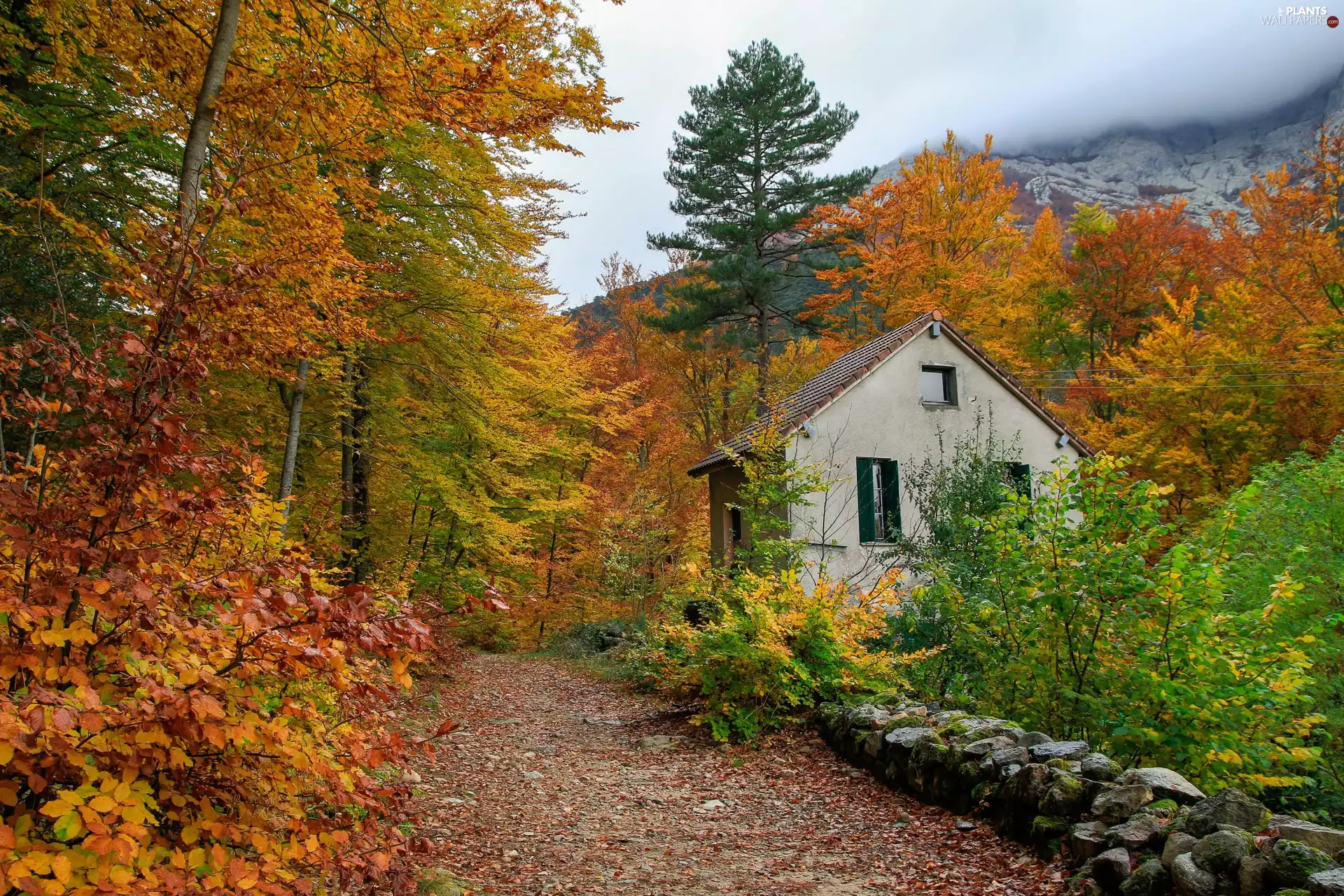 trees, Way, autumn, house, viewes, Mountains