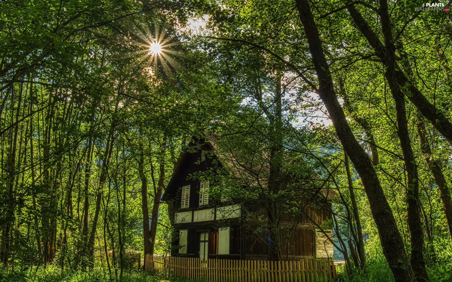viewes, rays of the Sun, Fance, trees, house