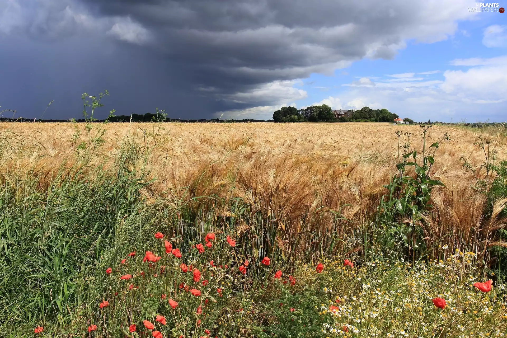 clouds, house, papavers, corn, Field