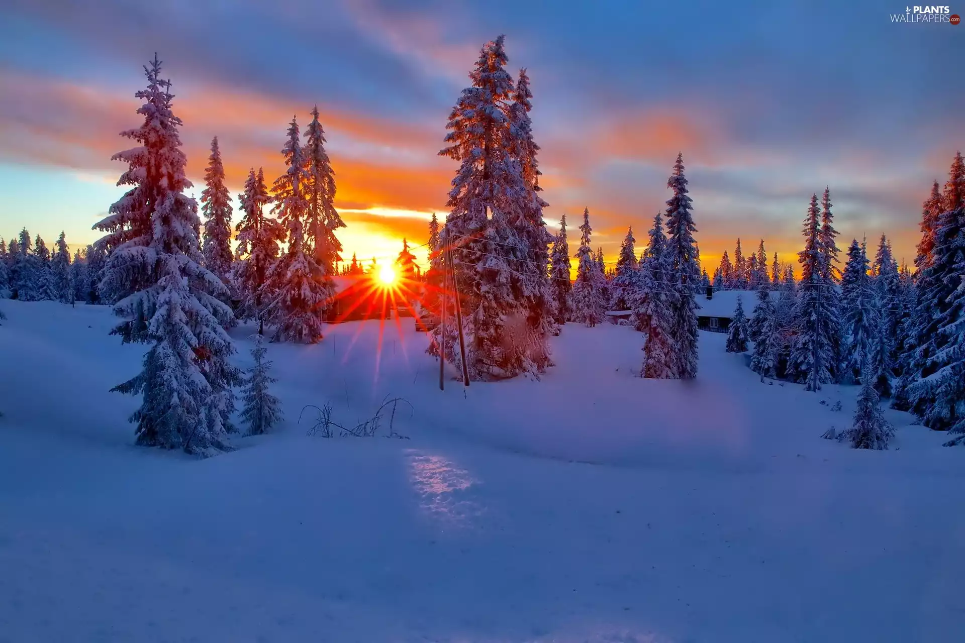 winter, house, Spruces, Great Sunsets