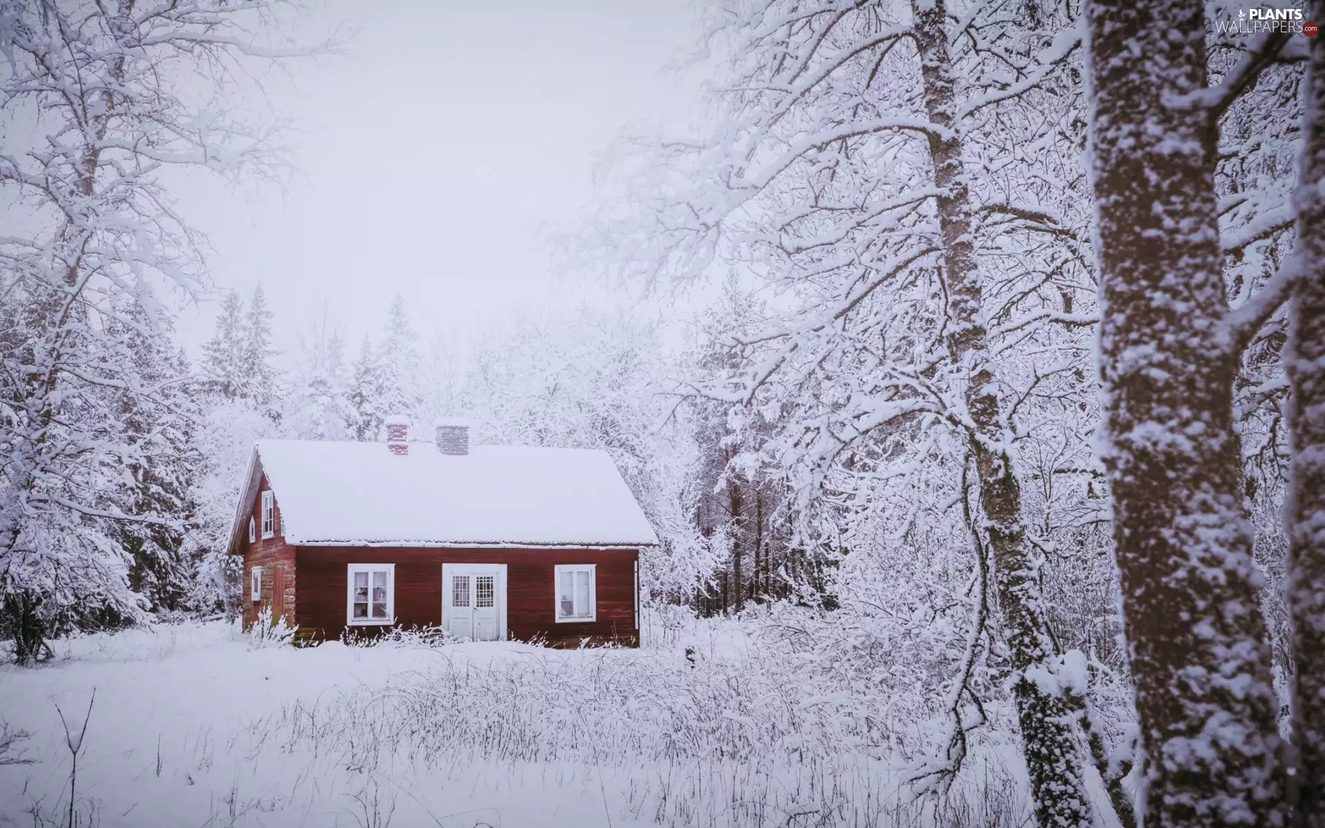 house, winter, snow, forest, Bush, Fog, trees, viewes, Snowy