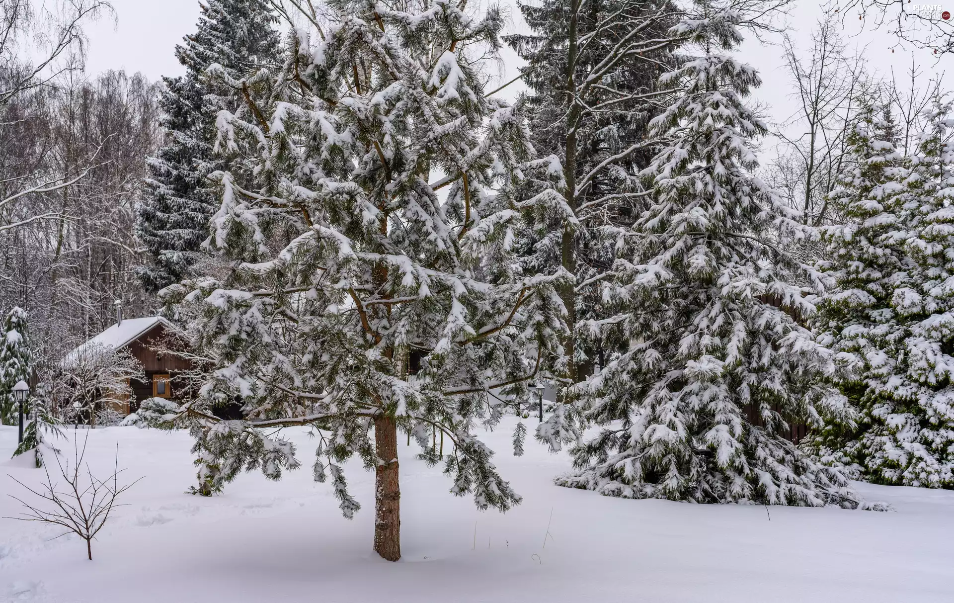 forest, house, trees, viewes, winter