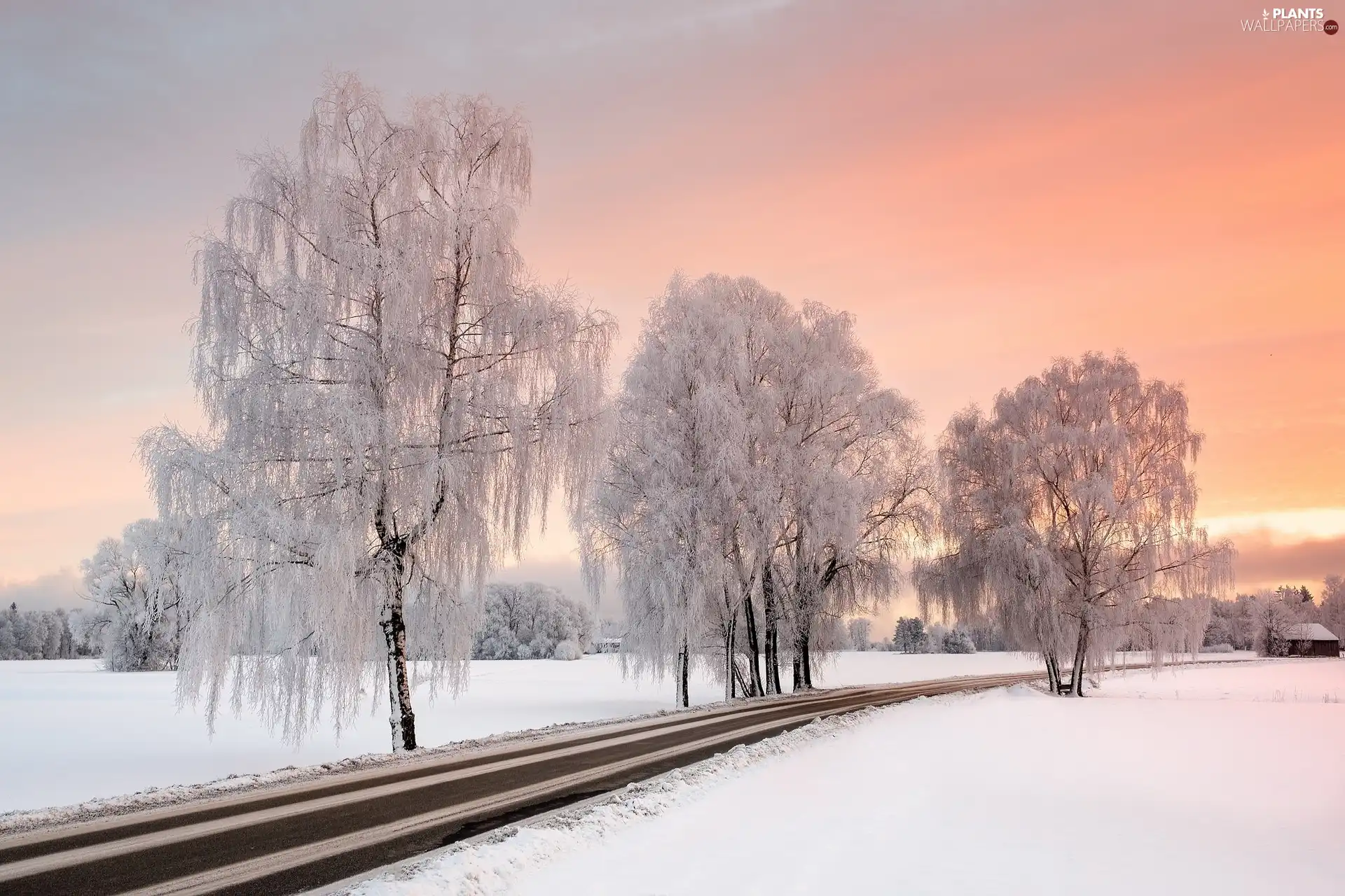 Way, house, trees, viewes, winter