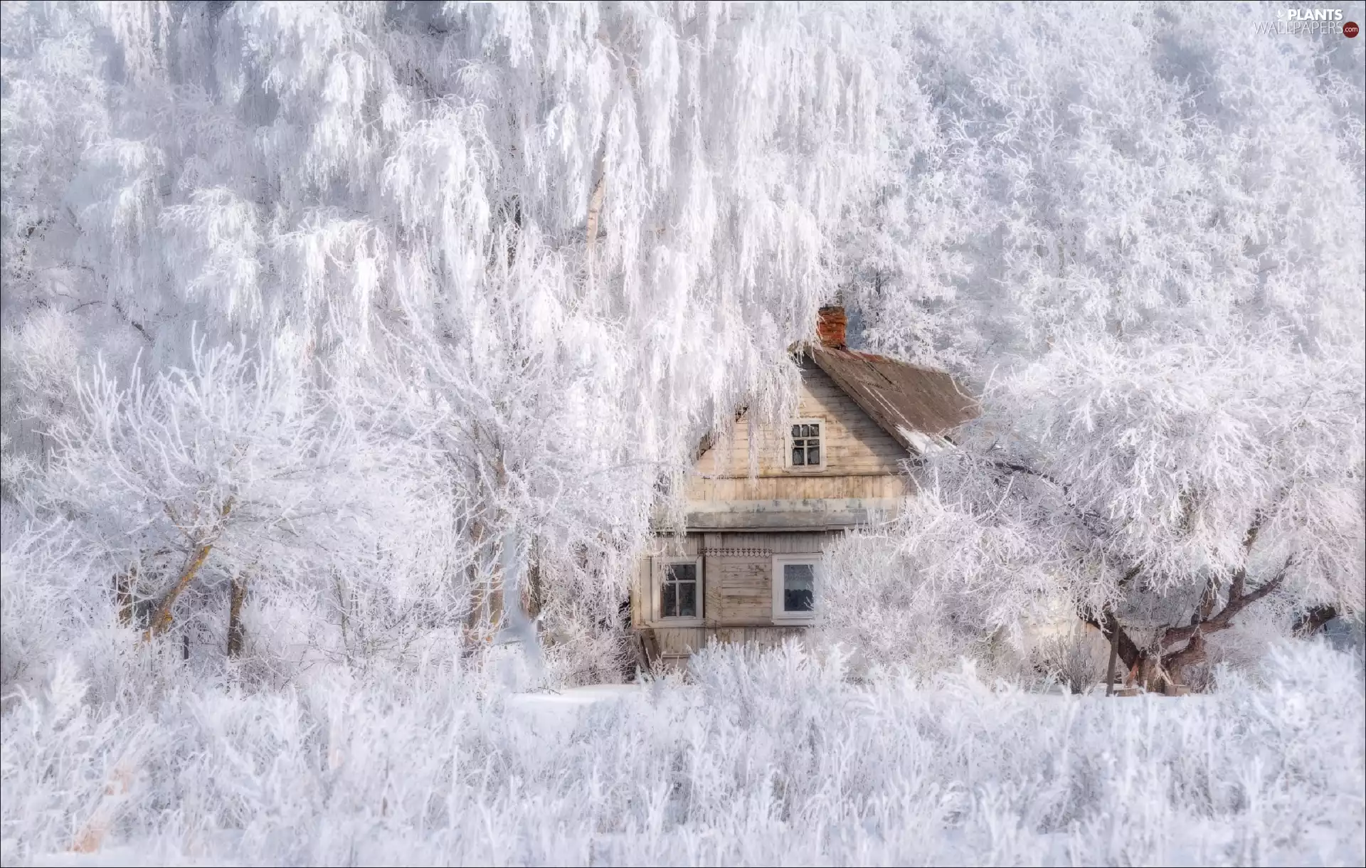 forest, wooden, trees, house, winter, Snowy, viewes