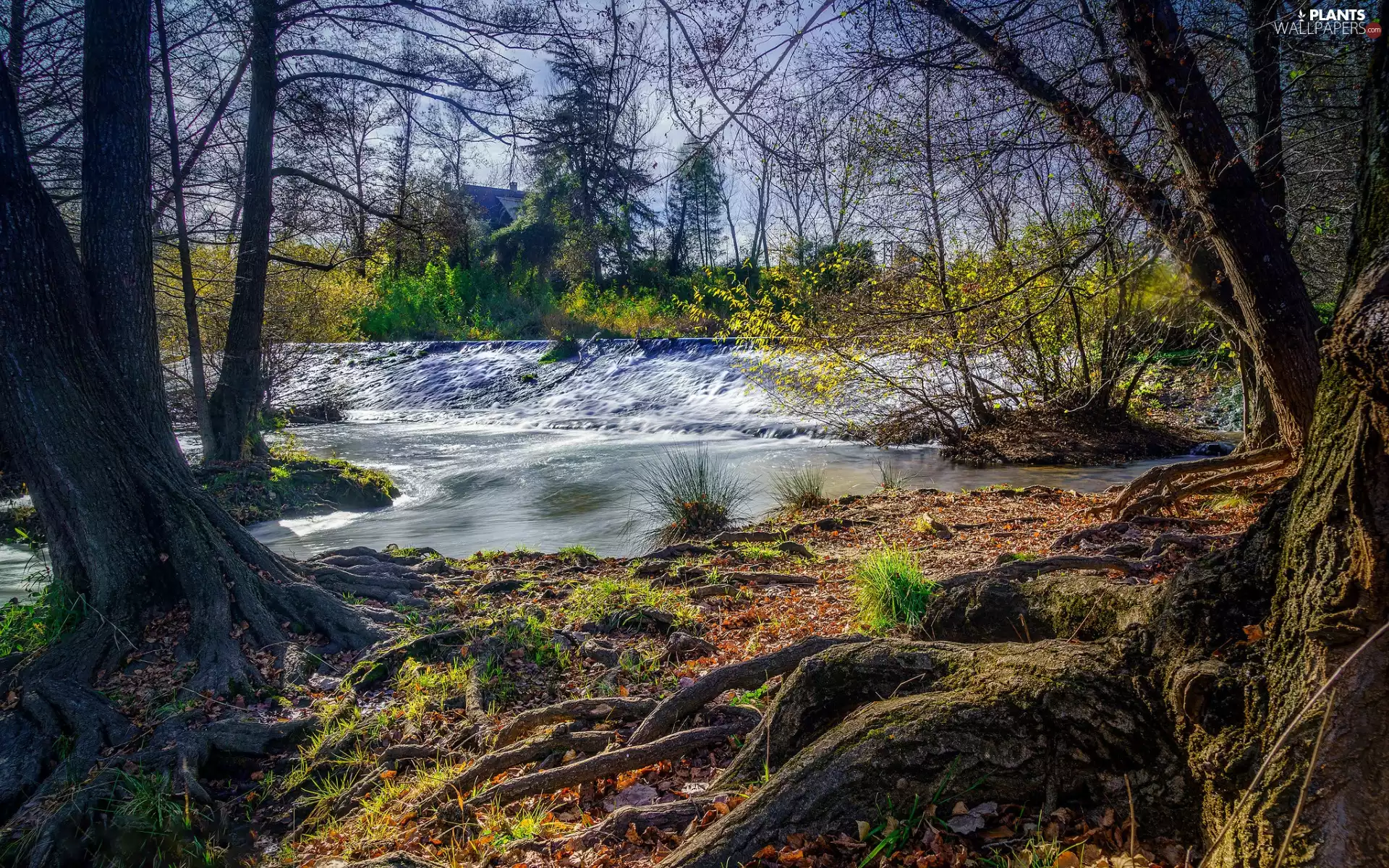 River, trees, Plants, house, roots, viewes