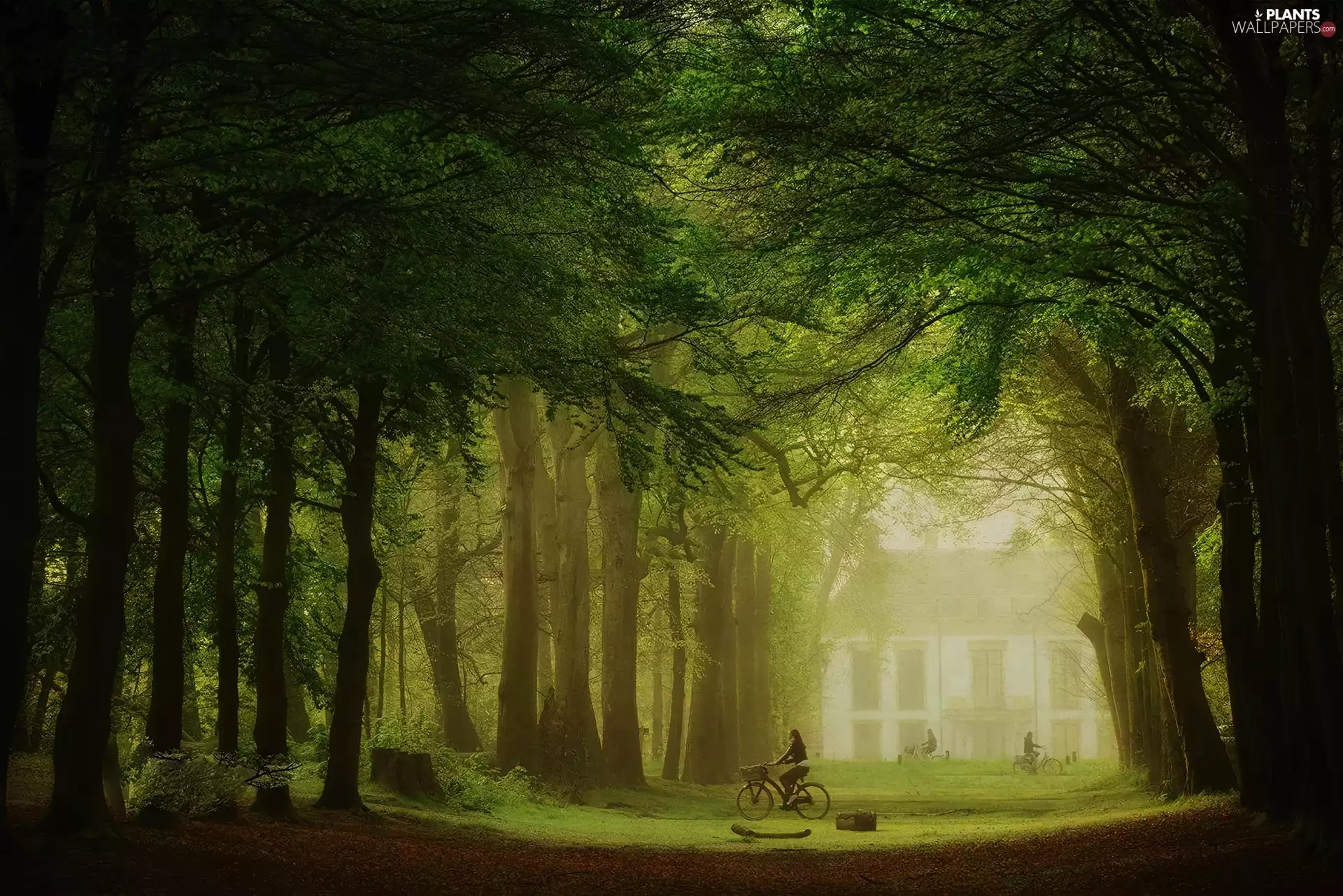 Cyclist, house, viewes, Fog, trees
