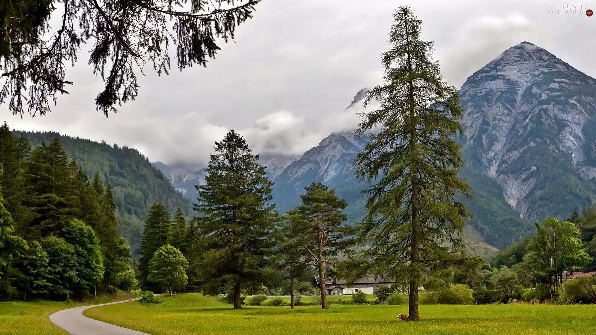 viewes, Spruces, Austria, Way, Alps, trees, Mountains, Houses