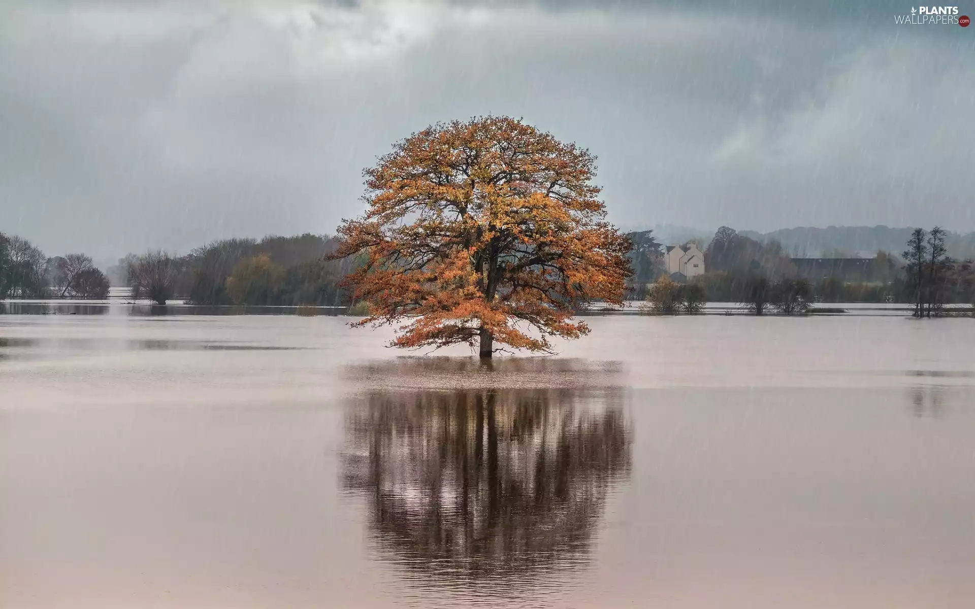 trees, Houses, autumn, Rain, River