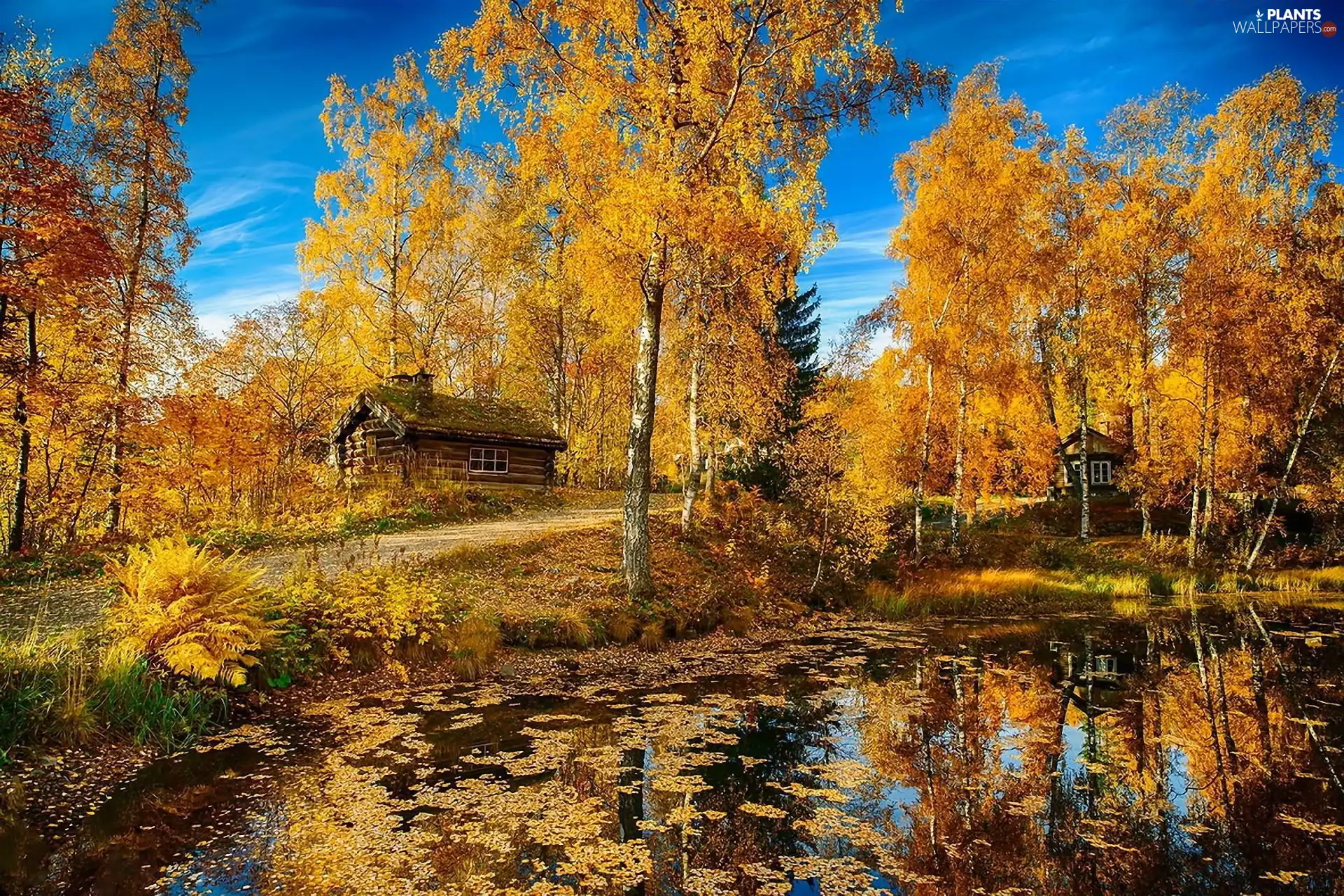 Pond - car, Way, Houses, birch, autumn