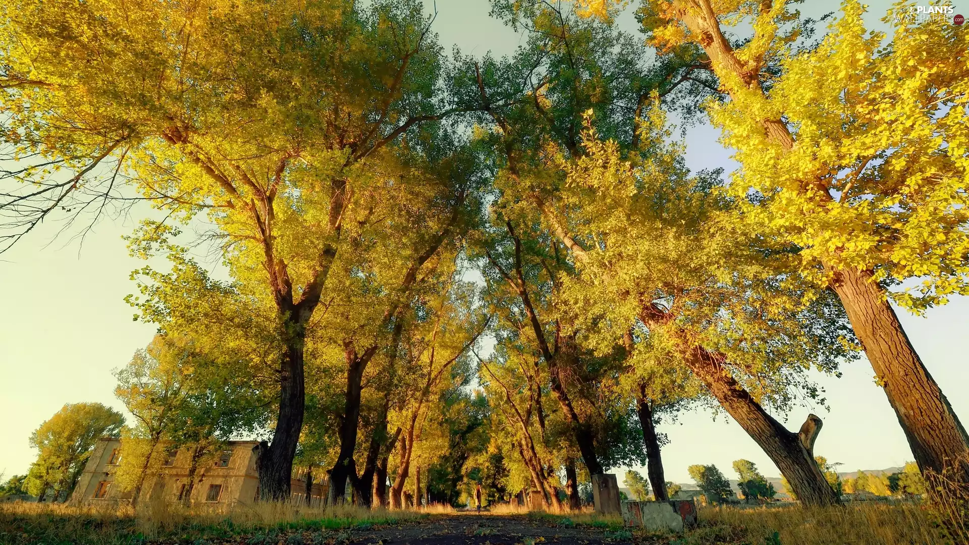 viewes, Houses, autumn, trees, Way