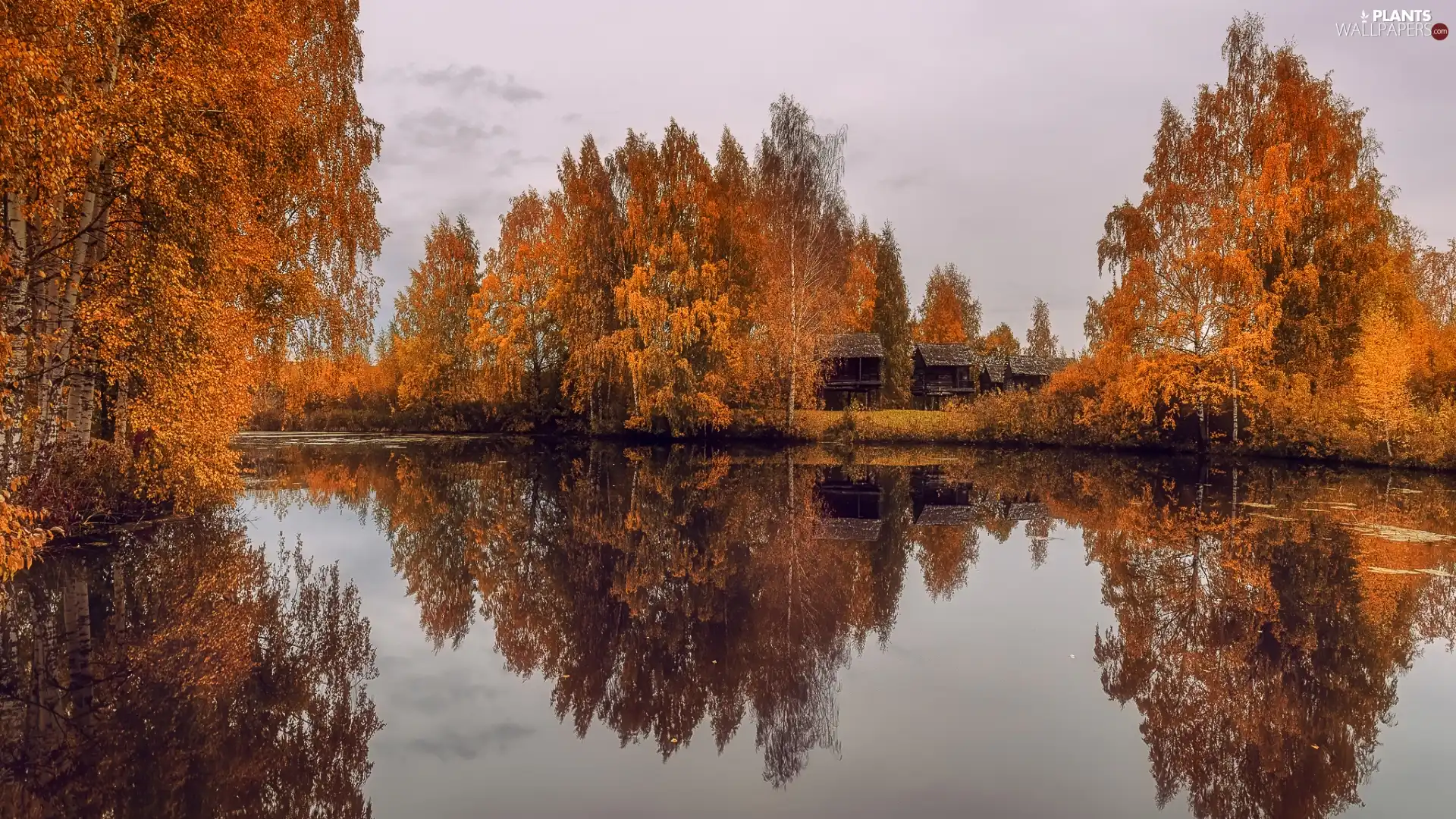 wood, Houses, birch, autumn, lake