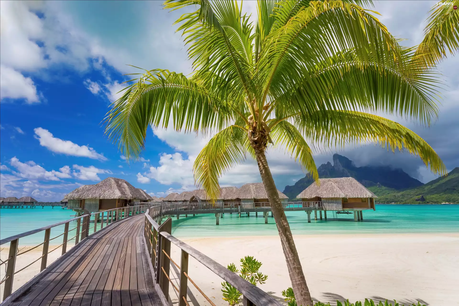 pier, Bora Bora, Mt. Otemanu, Palm, sea, Houses