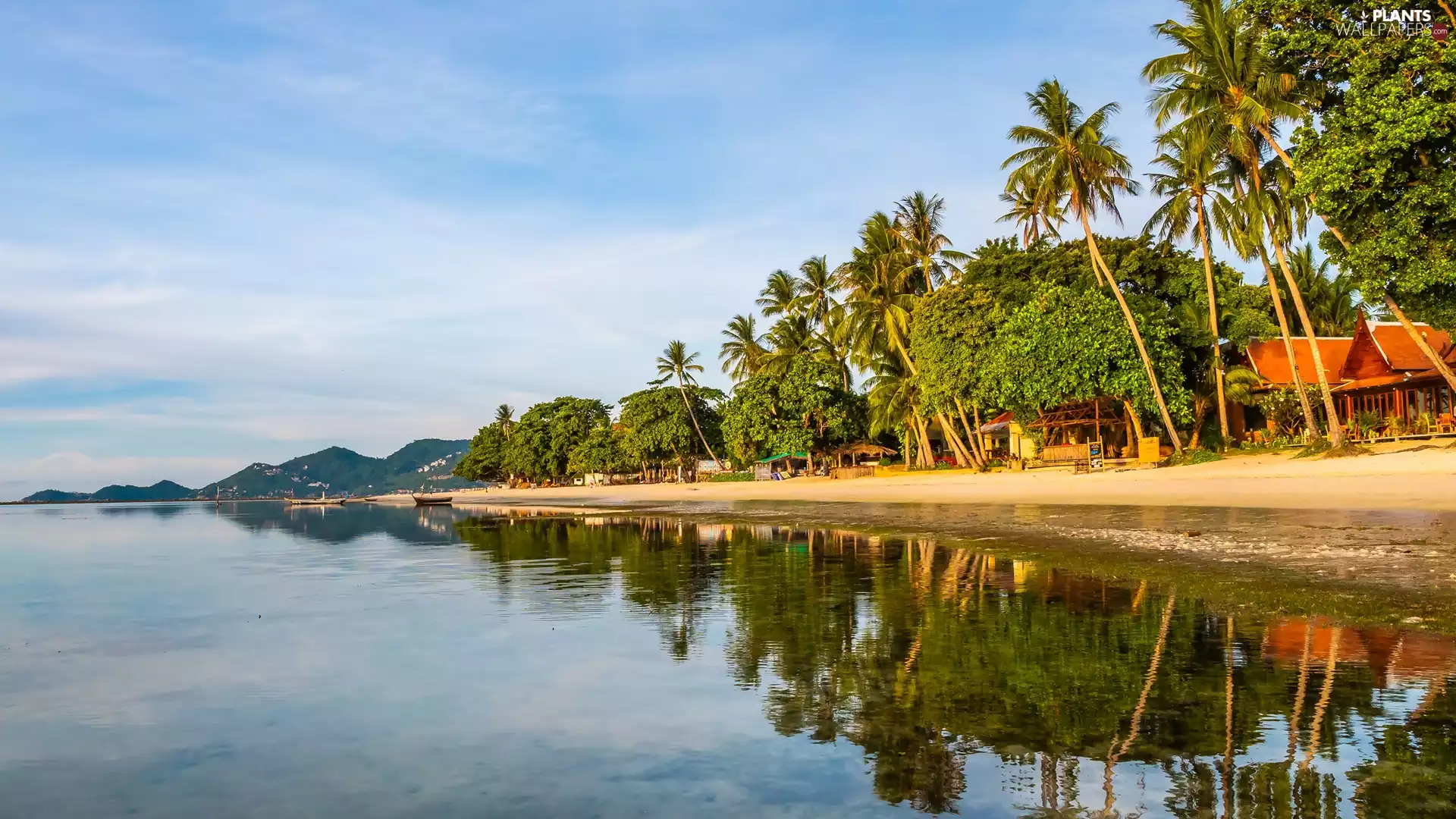 Beaches, Houses, coast, Palms, sea