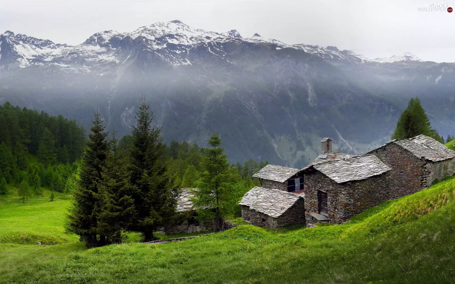viewes, Spruces, Fog, Stone, grass, trees, Mountains, Houses