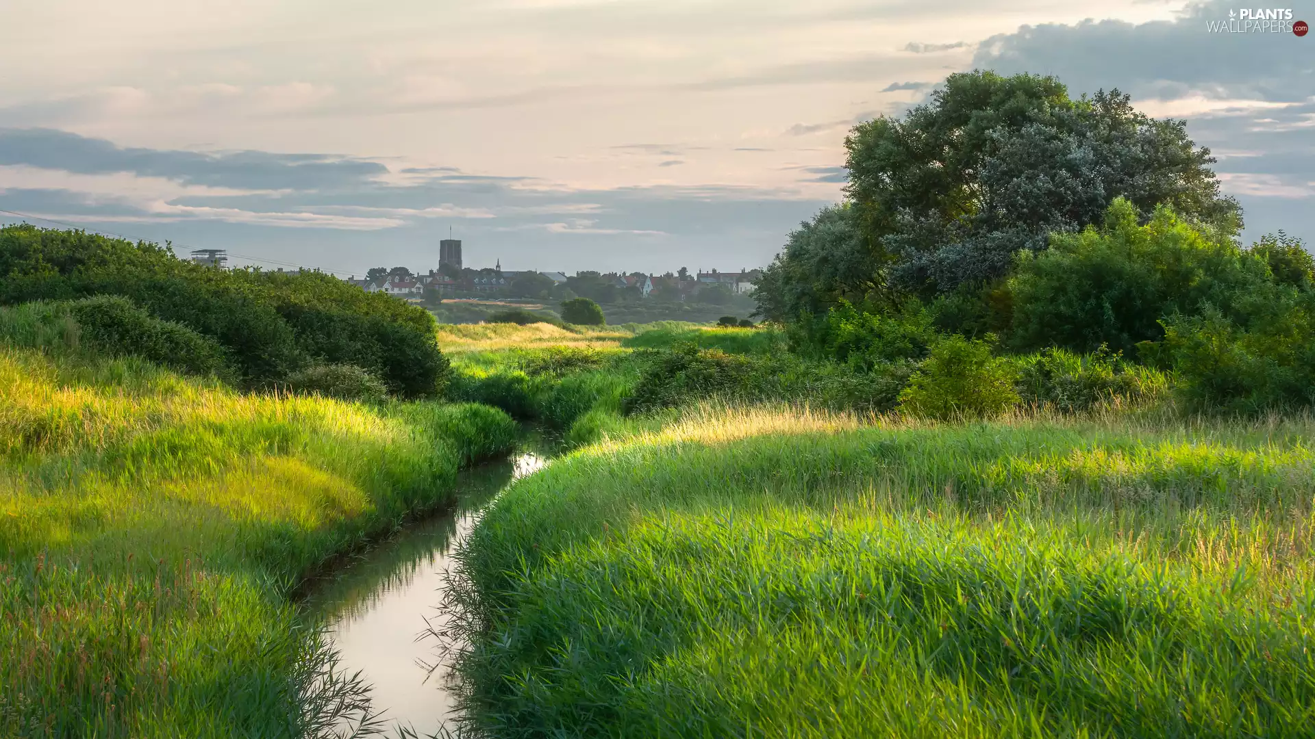 River, Meadow, viewes, Houses, trees, grass