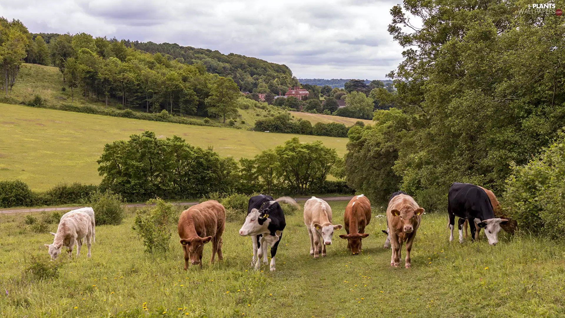 grass, Cows, viewes, Houses, trees, Meadow