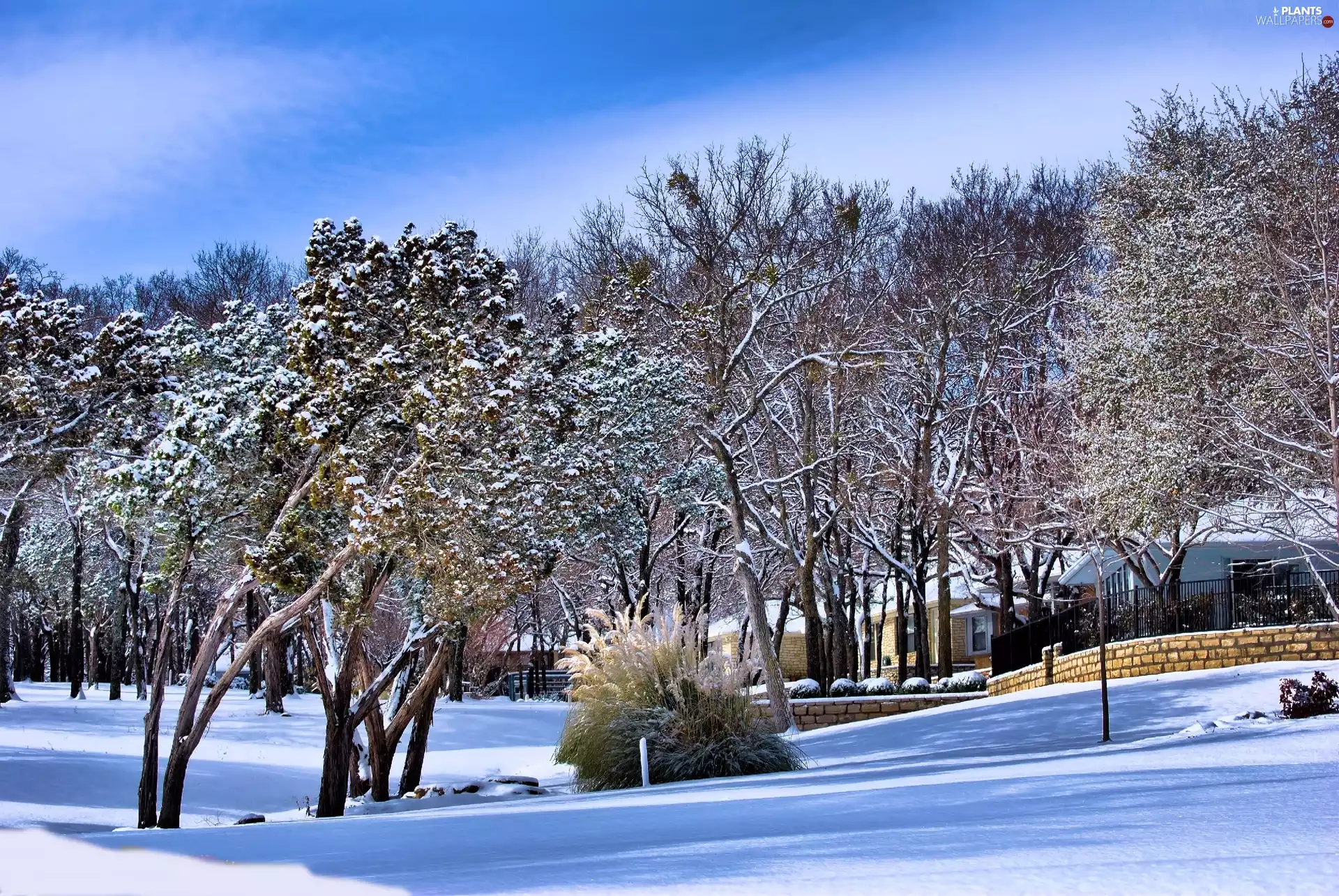 Houses, winter, Park