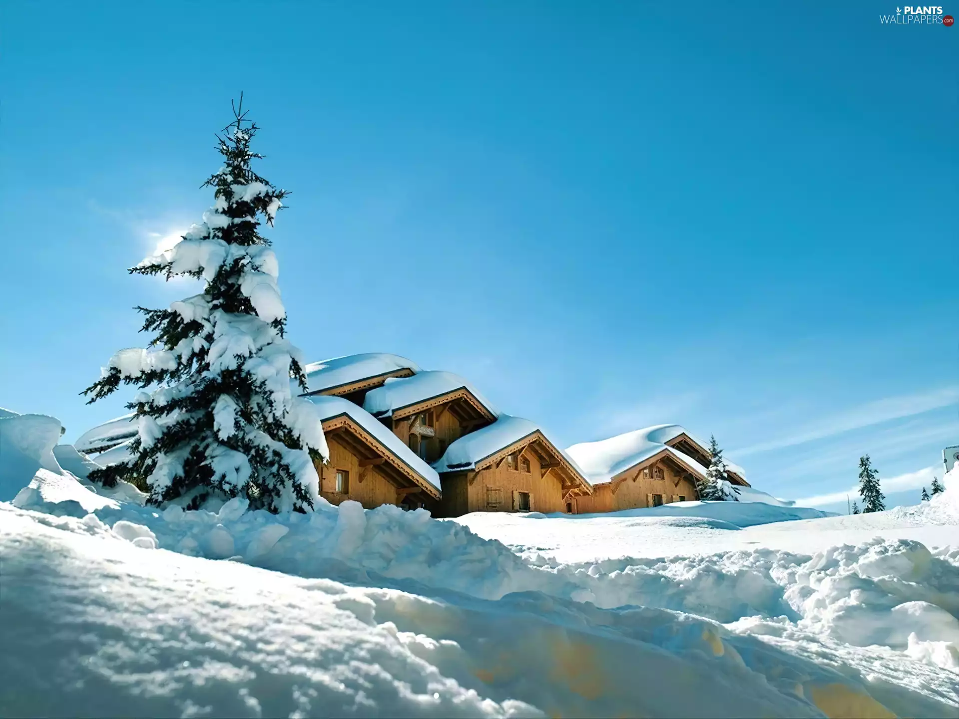 snow, christmas tree, Houses