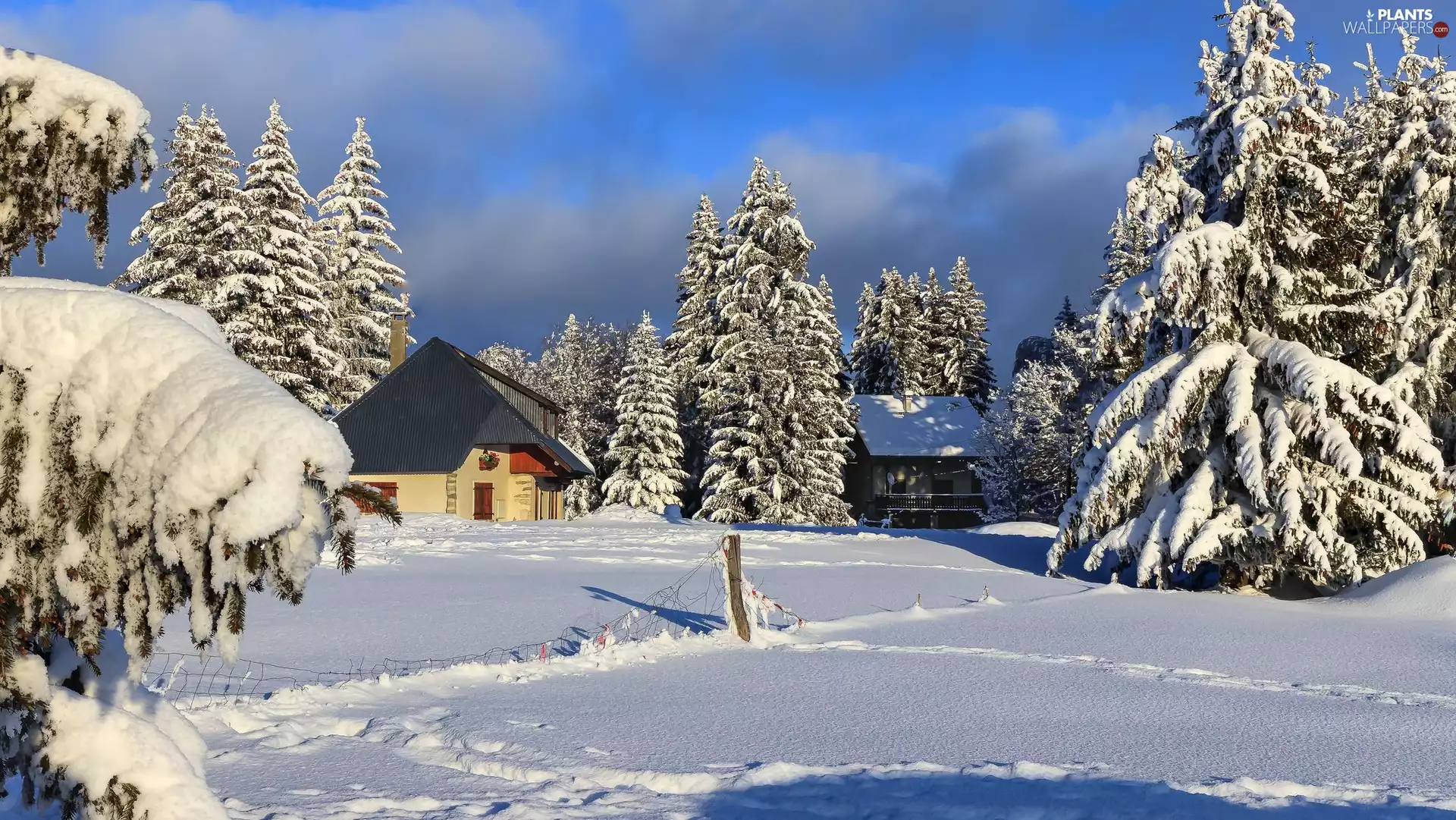 viewes, Houses, Snowy, trees, winter