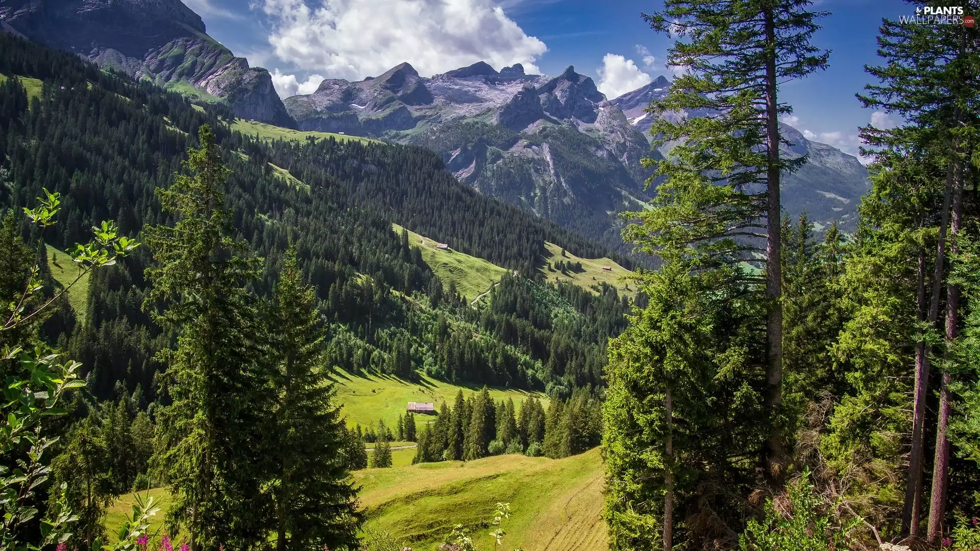 viewes, Houses, Valley, trees, Mountains