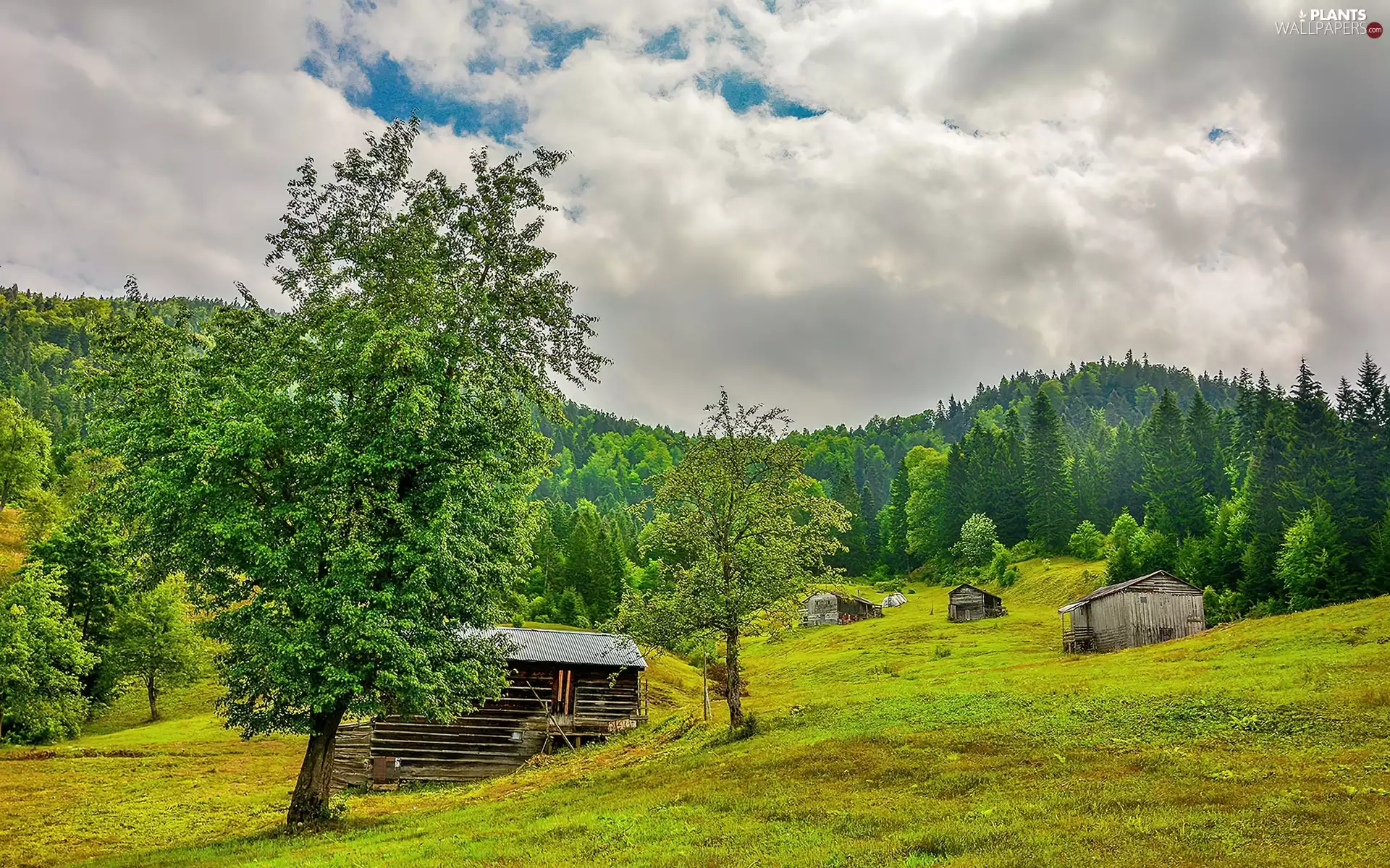 country, field, viewes, Houses, trees, forest, summer, Houses