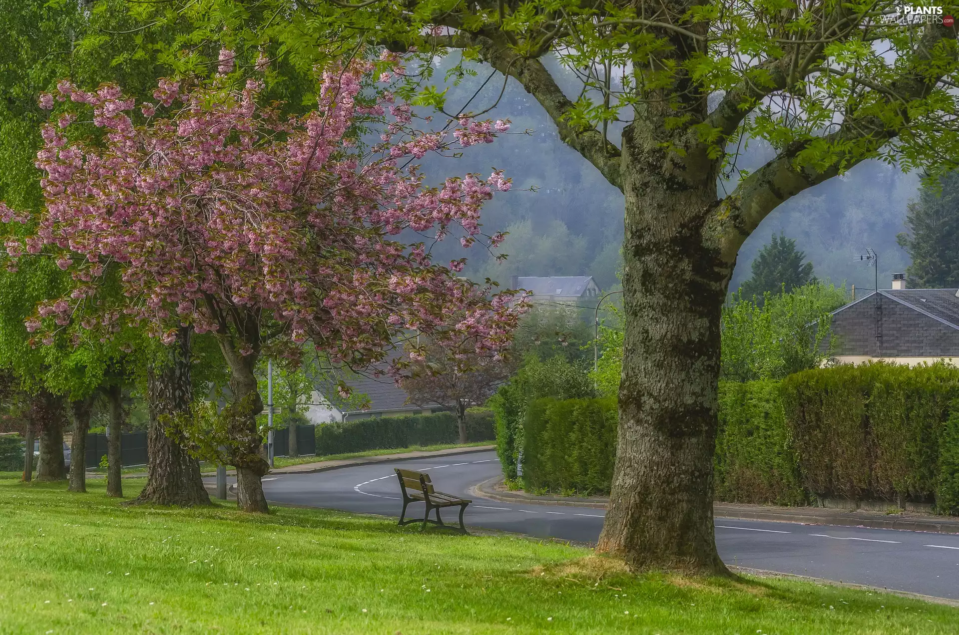 trees, Spring, Bench, Houses, viewes, Way