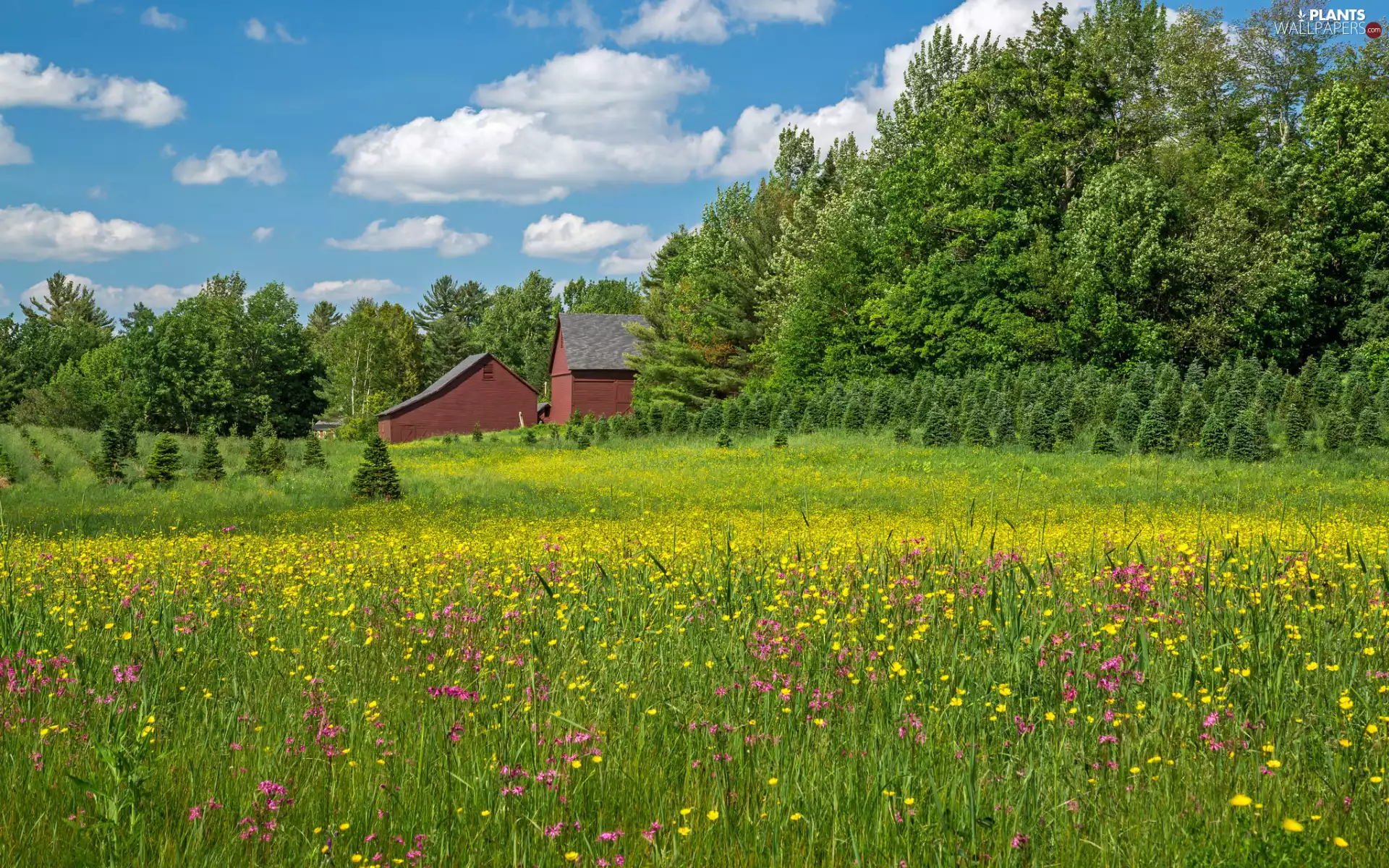 Meadow, viewes, Wildflowers, Houses, trees, Flowers, summer