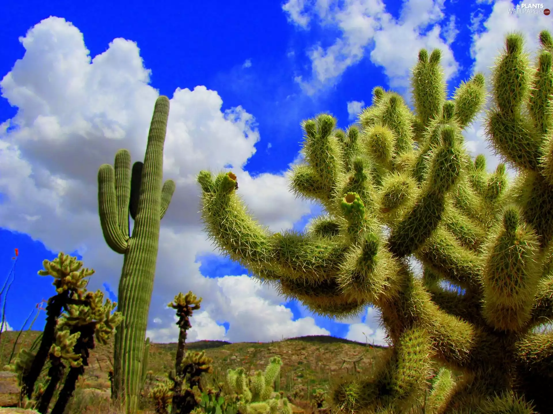 Huge, Cactus