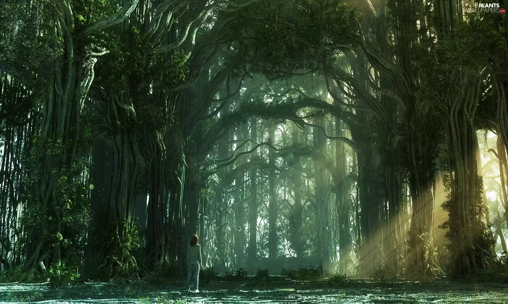 viewes, Human, forest, trees, mysterious