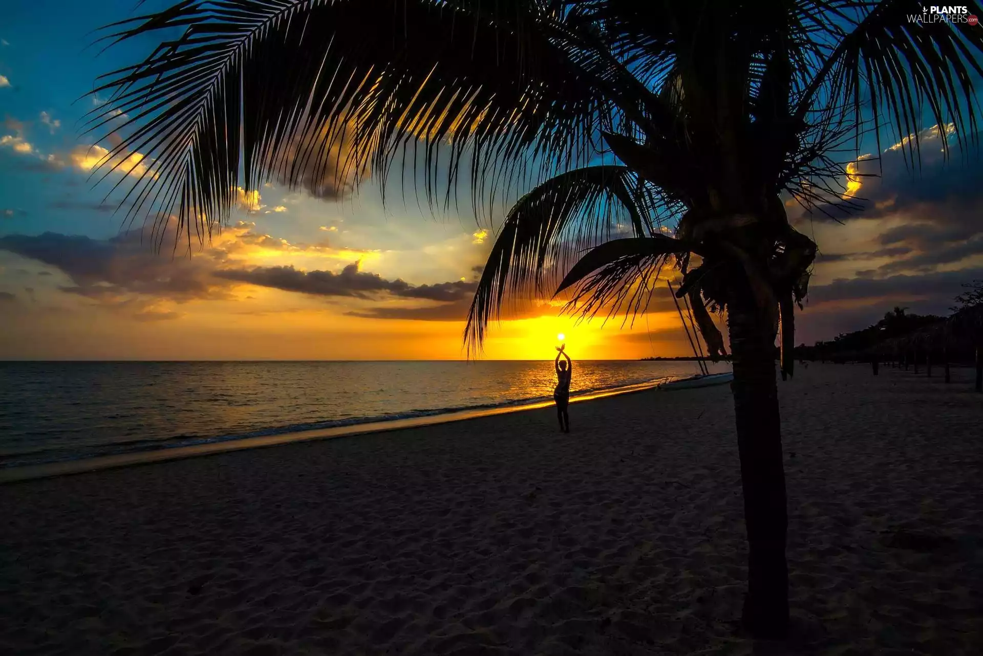 sea, Human, sun, Palm, west