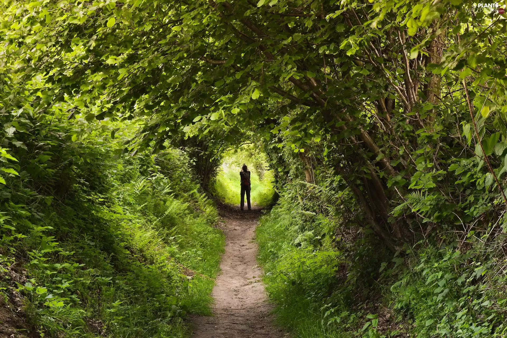 Path, Human, trees, viewes, forest
