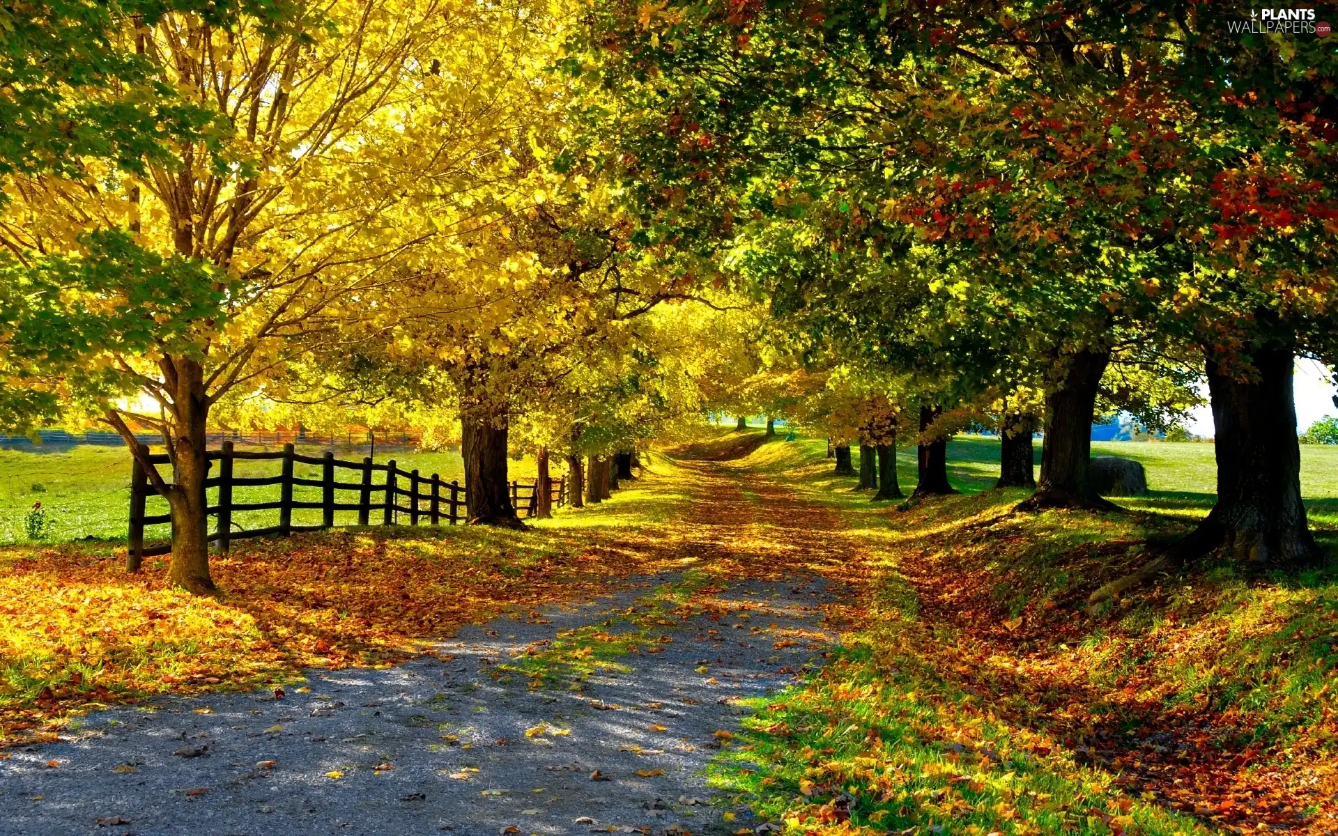 viewes, Autumn, Hurdle, Path, Field, trees