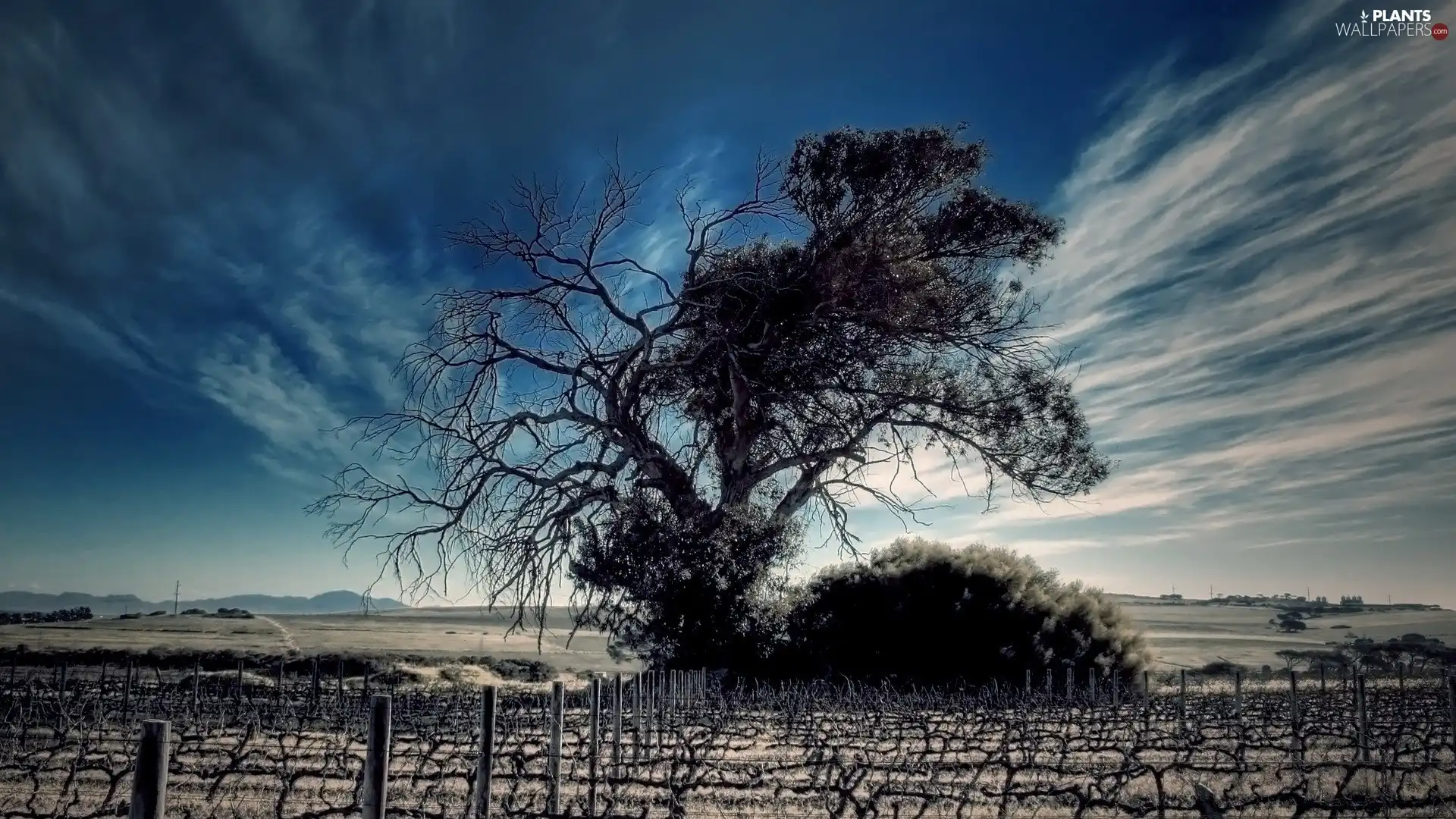 Sky, viewes, Hurdle, trees