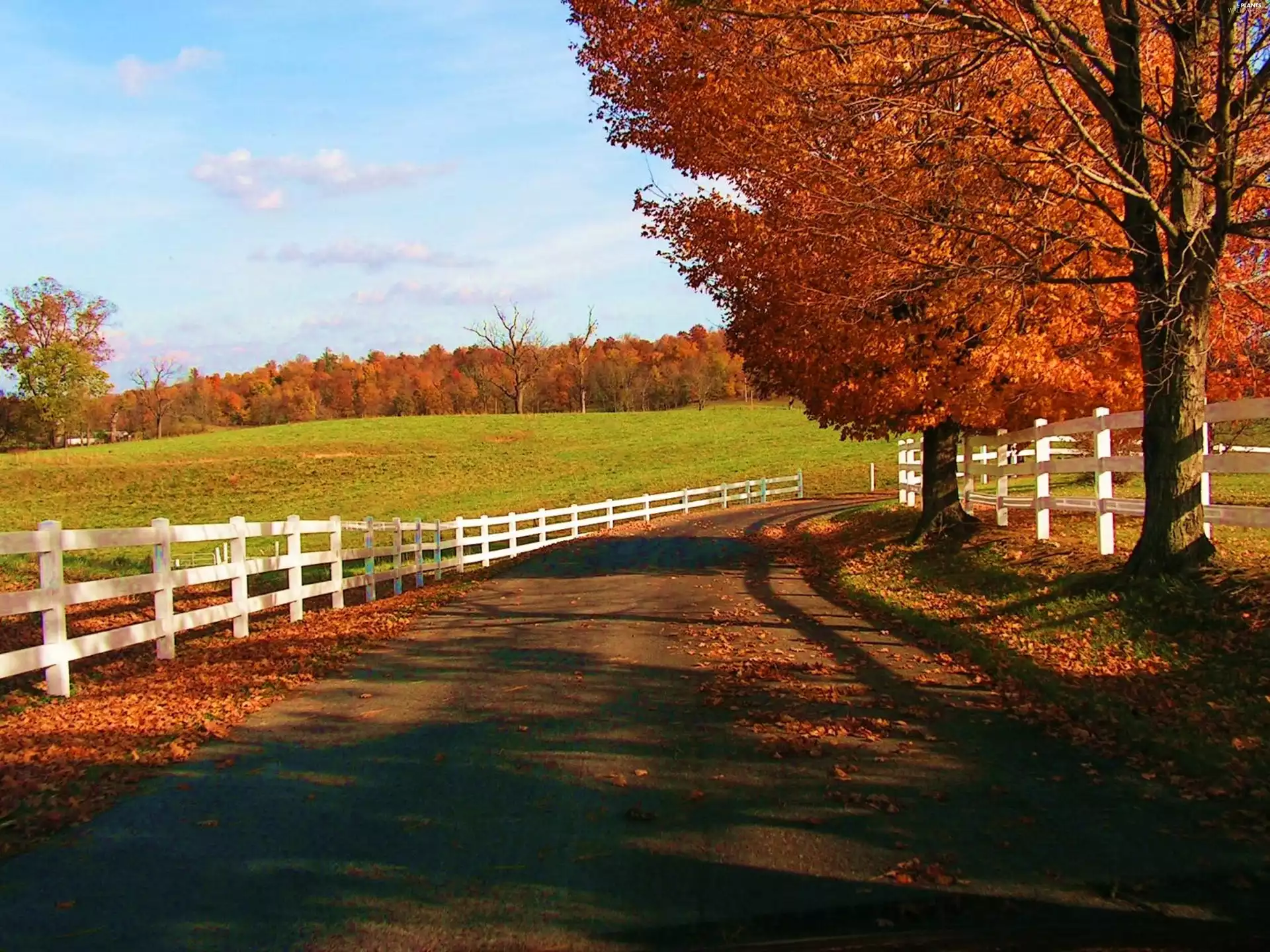 viewes, Hurdle, Way, trees, autumn