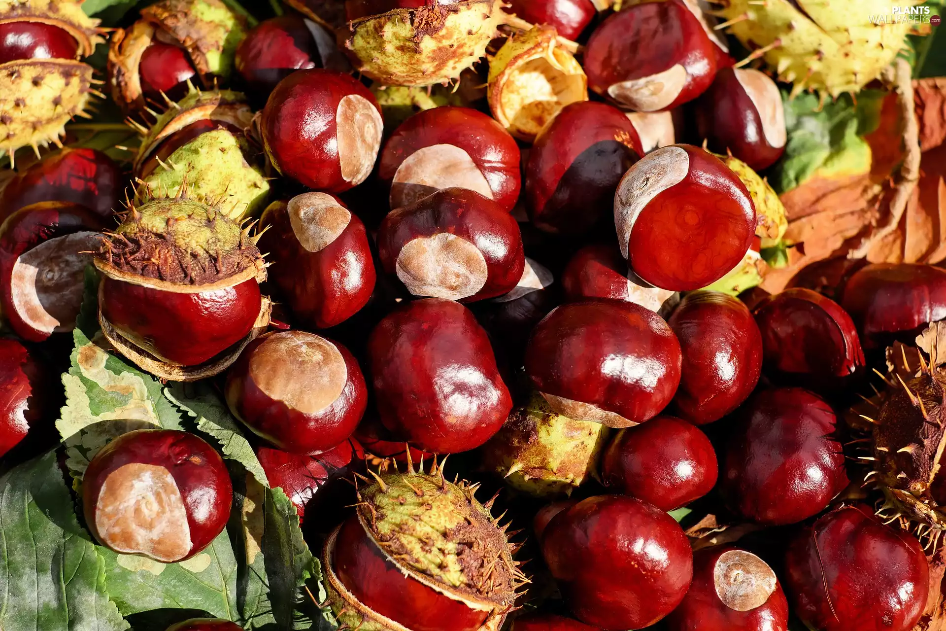 chestnuts, Fruits, chestnut, husks