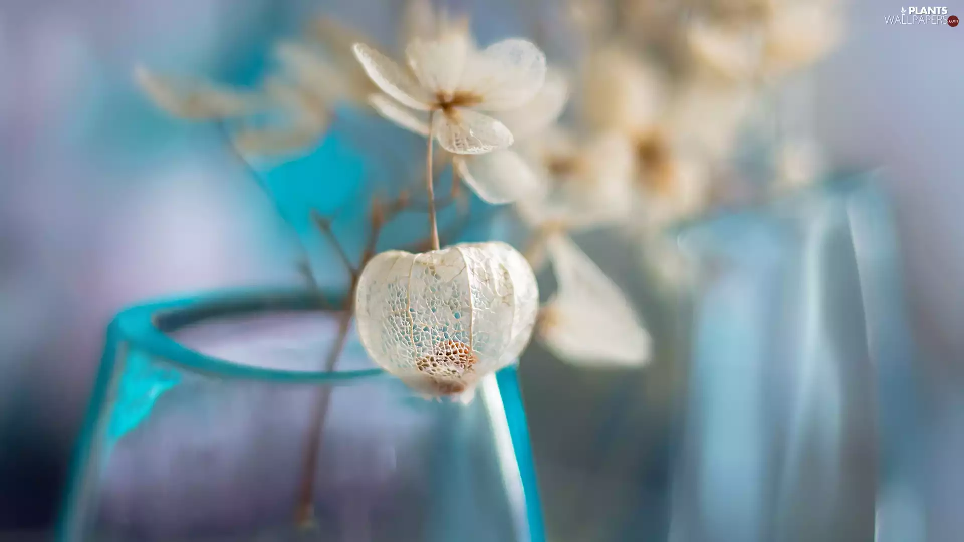 dry, hydrangea, physalis, Colourfull Flowers