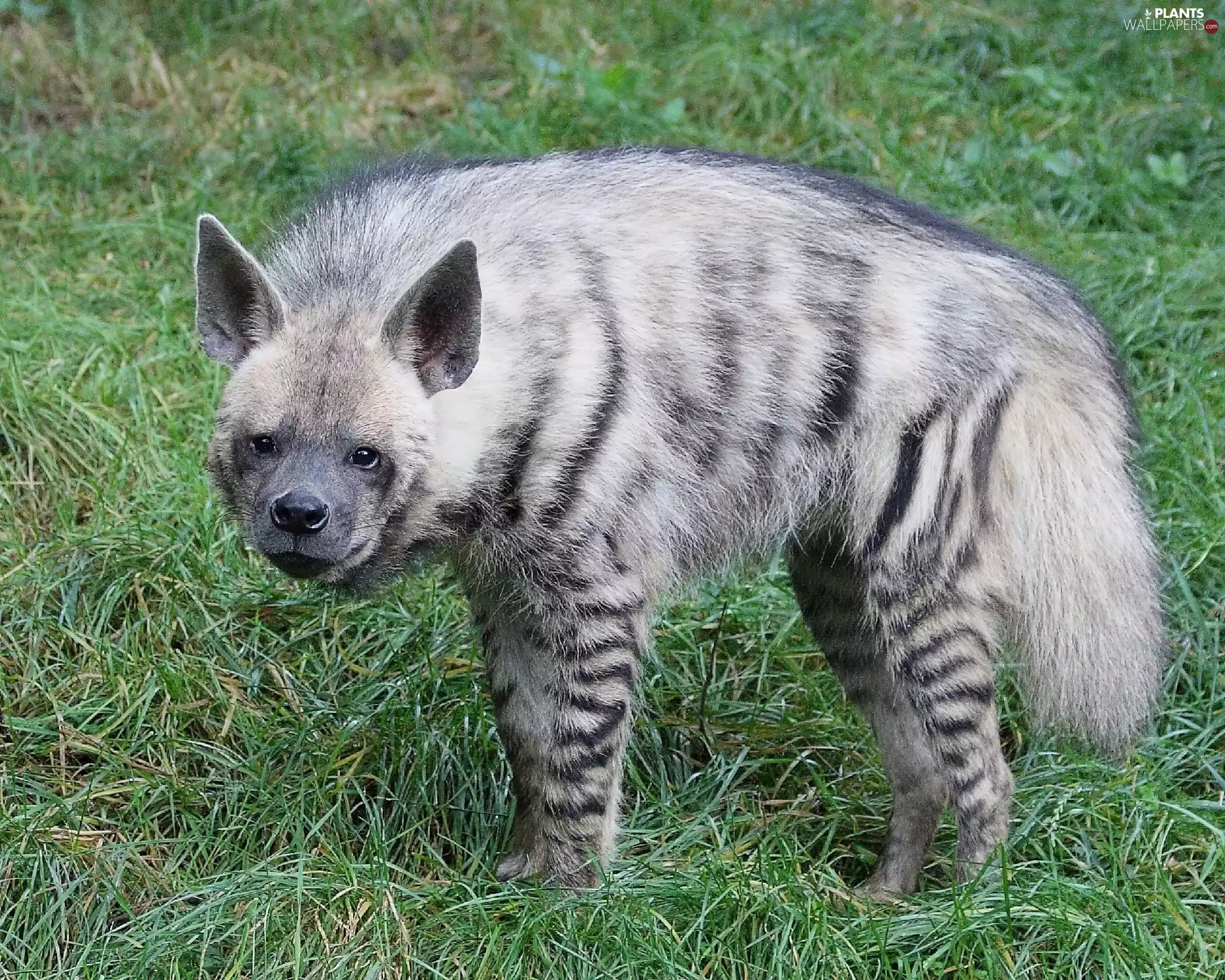 hyena, brindle