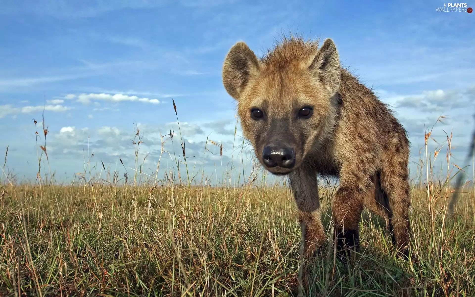 hyena, grass
