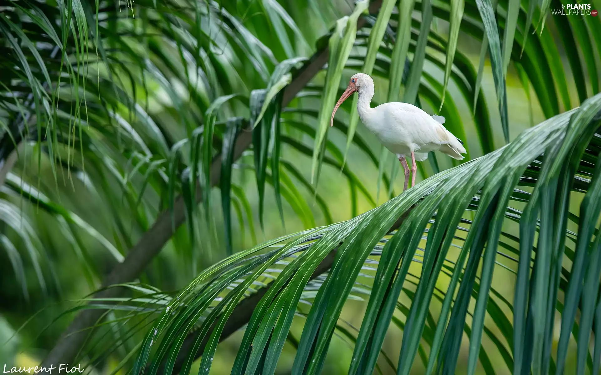 White, Ibis White, Leaf, Bird