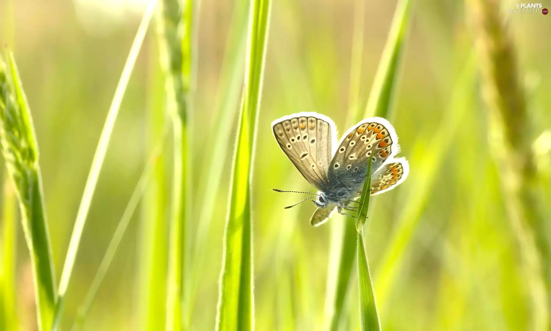 Dusky Icarus, stalk, butterfly, grass