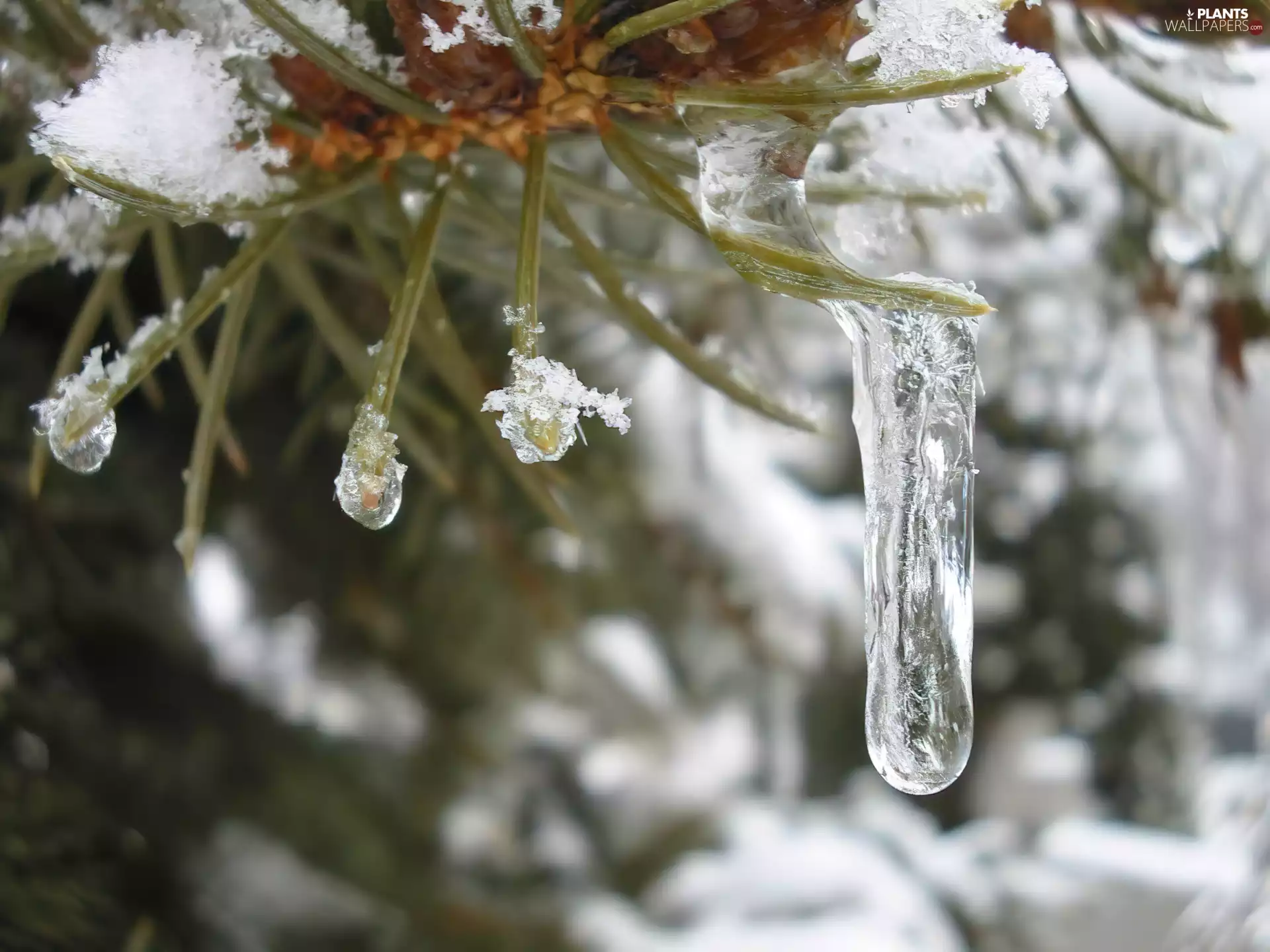 ice, twig, stalactite