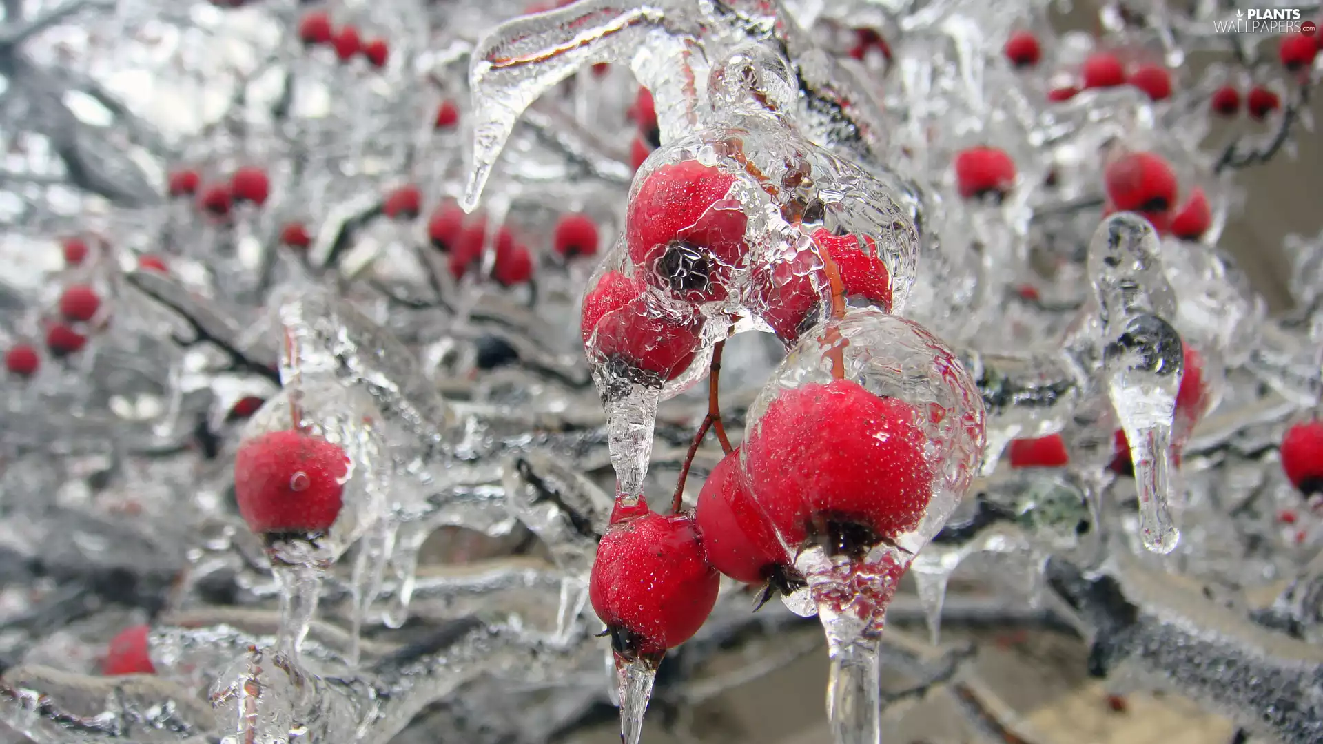 Briar, icy, Fruits, Icecream