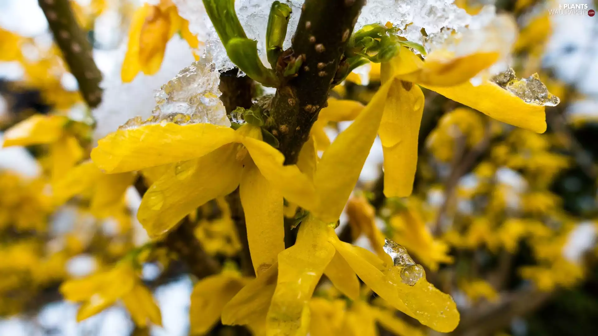 Icecream, Bush, forsythia