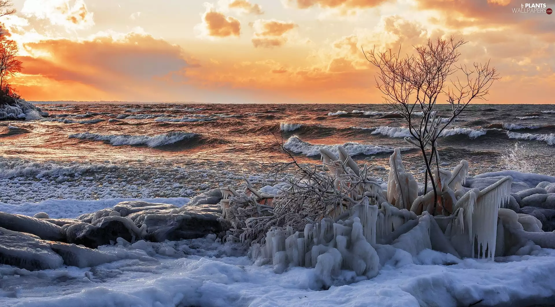 Great Sunsets, winter, Icecream, trees, sea