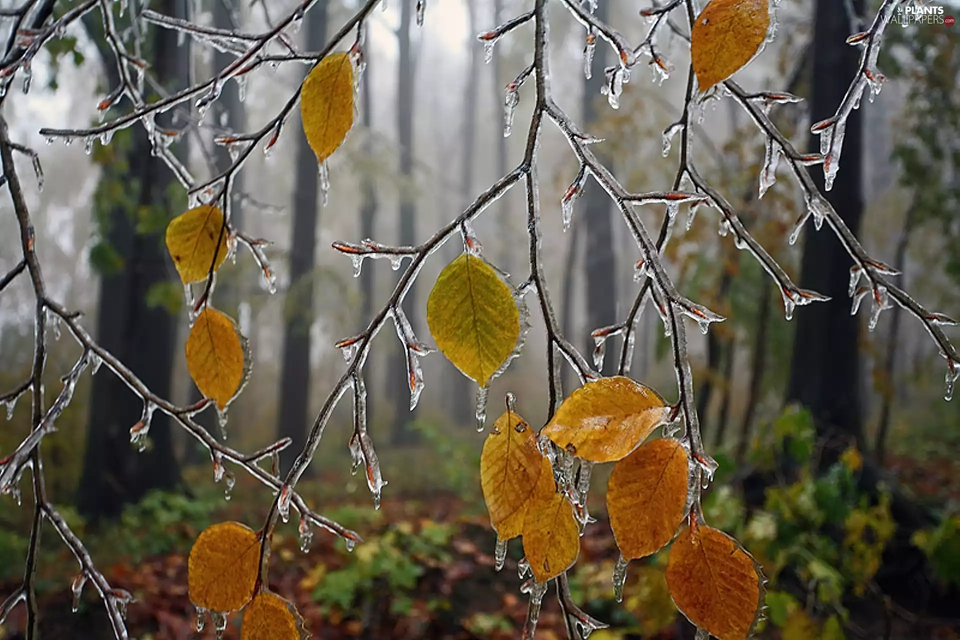 Leaf, Icecream, trees, viewes, autumn