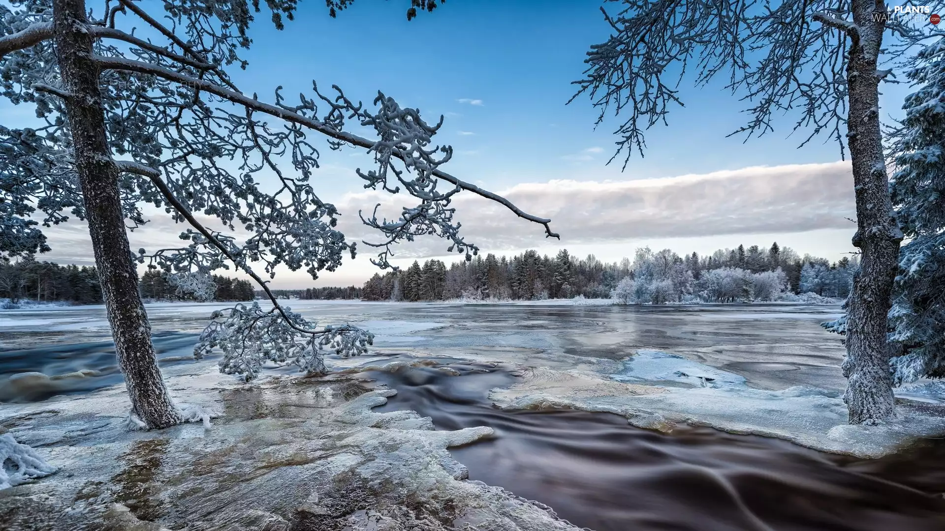 viewes, winter, River, Icecream, forest, trees