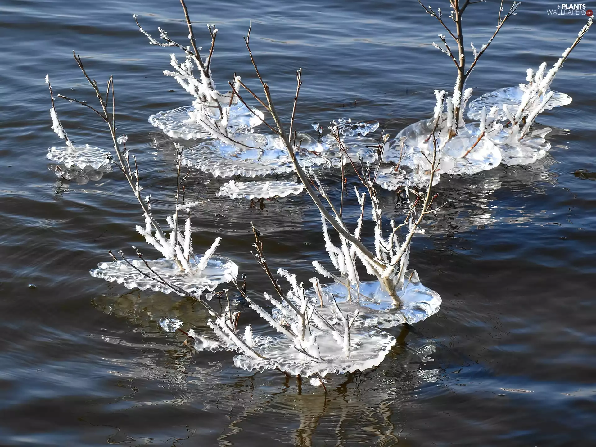 lake, Icecream, White frost, Twigs