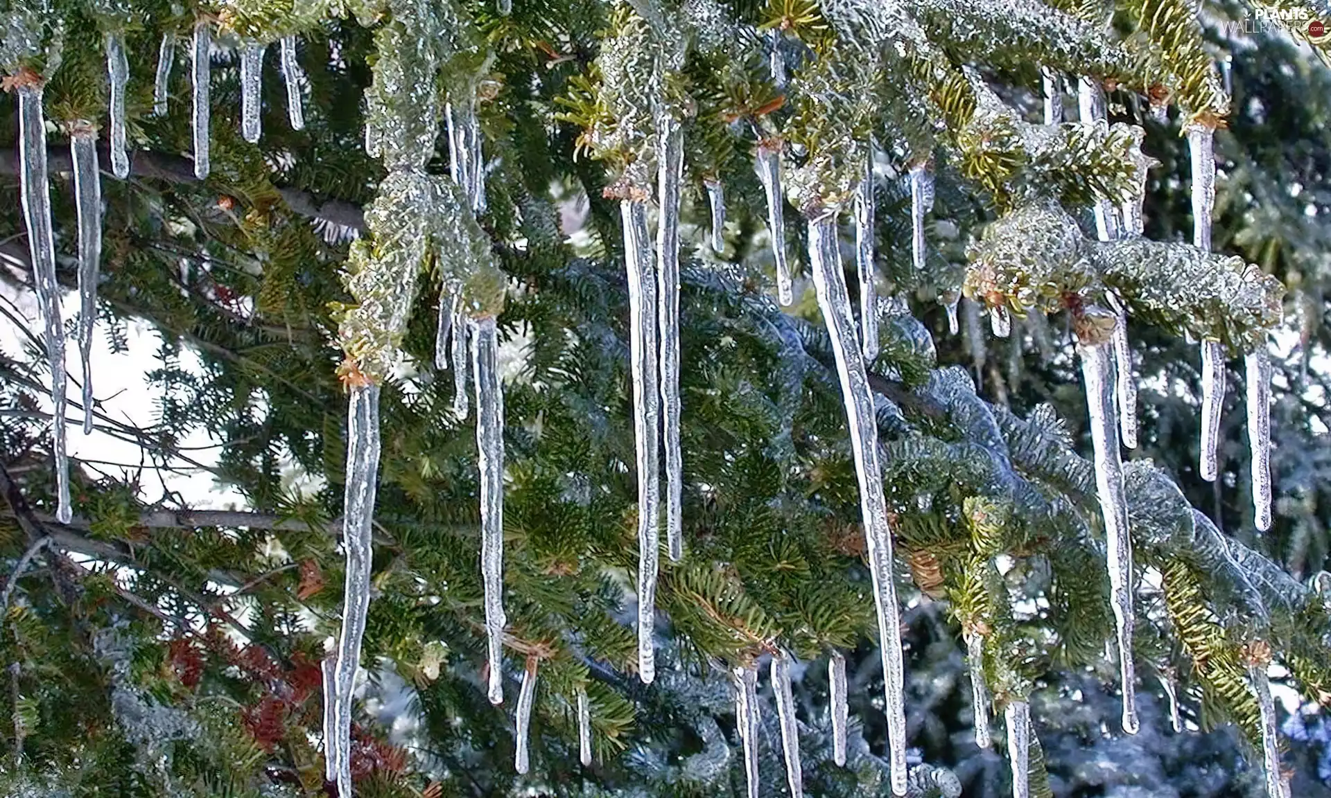 icicle, Twigs, Swierk