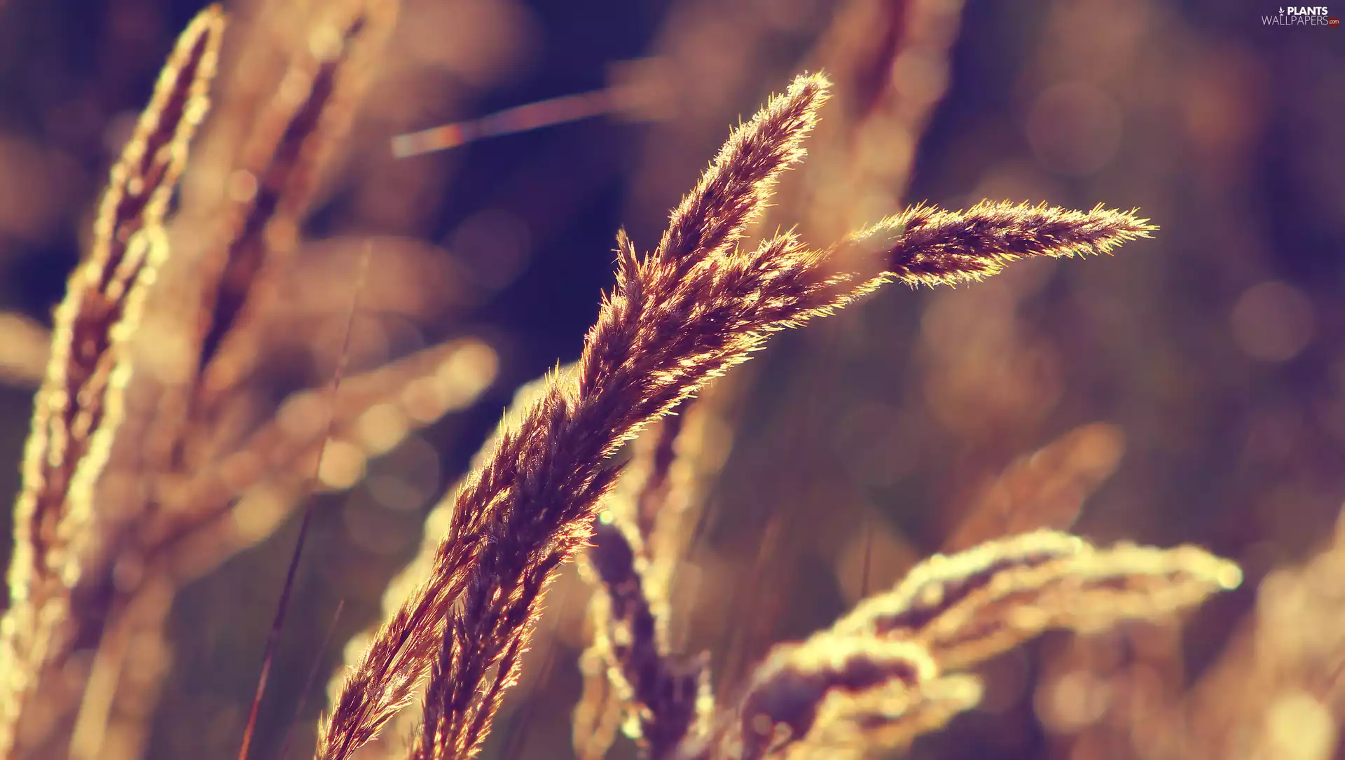 rapprochement, blurry background, illuminated, grass, blades
